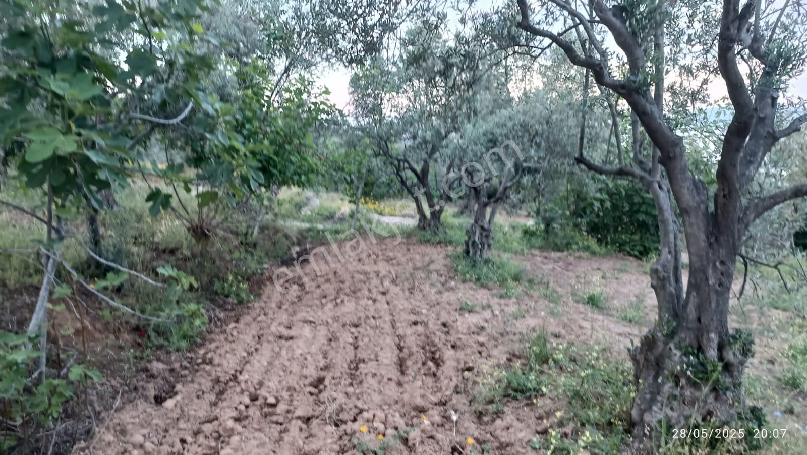 Balıkesir Erdek Hamamlı Mah. 13948 M2 Satılık Zeytinlik Bağ Deniz Manzaralı - Görsel 7