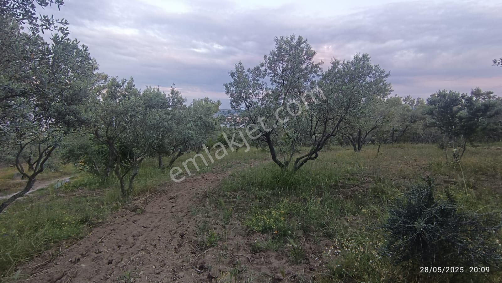 Balıkesir Erdek Hamamlı Mah. 13948 M2 Satılık Zeytinlik Bağ Deniz Manzaralı - Görsel 15
