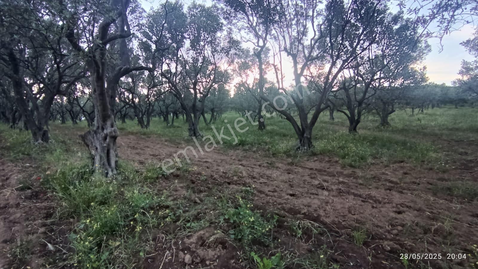 Balıkesir Erdek Hamamlı Mah. 13948 M2 Satılık Zeytinlik Bağ Deniz Manzaralı - Görsel 24