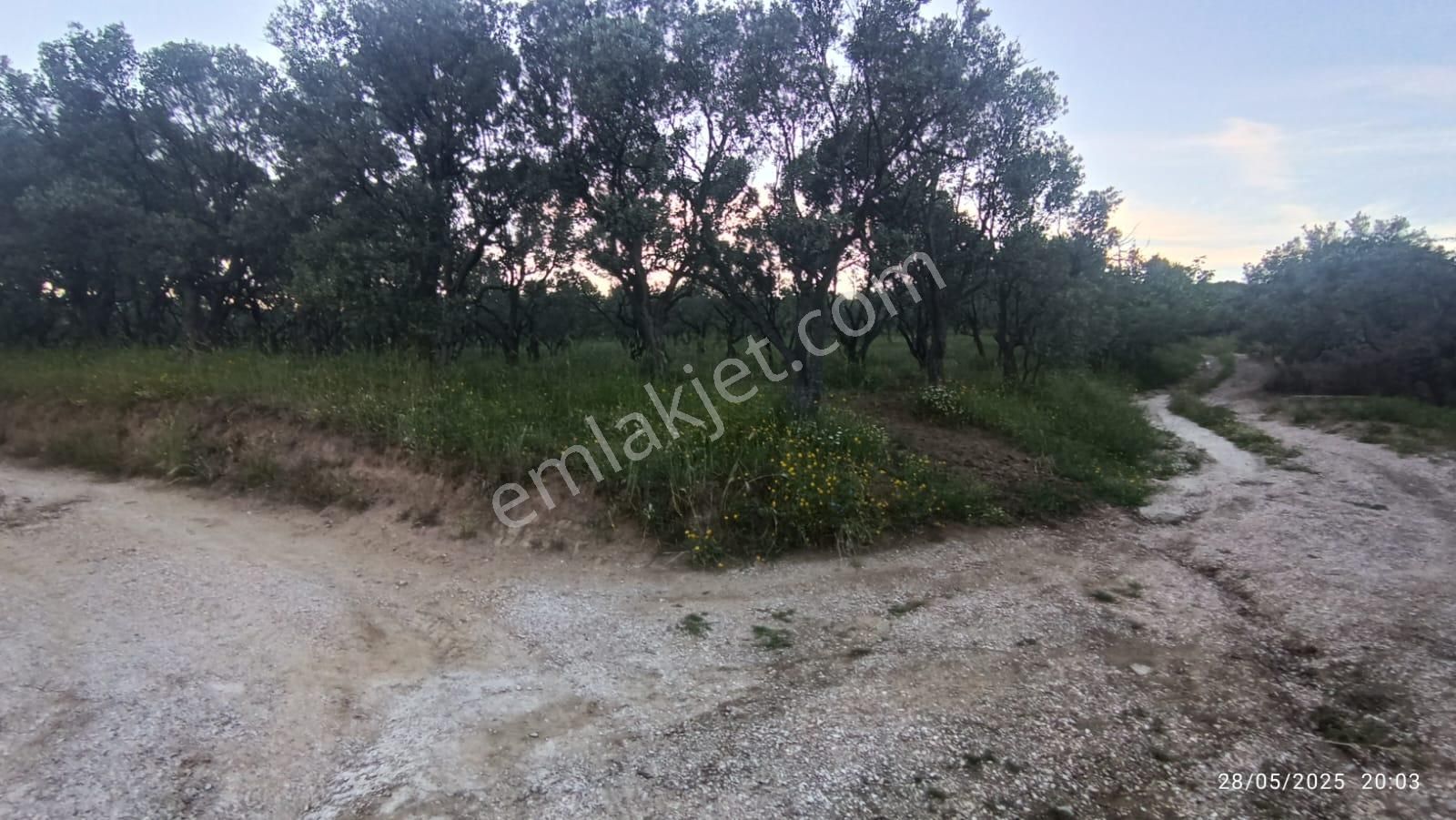 Balıkesir Erdek Hamamlı Mah. 13948 M2 Satılık Zeytinlik Bağ Deniz Manzaralı - Görsel 30