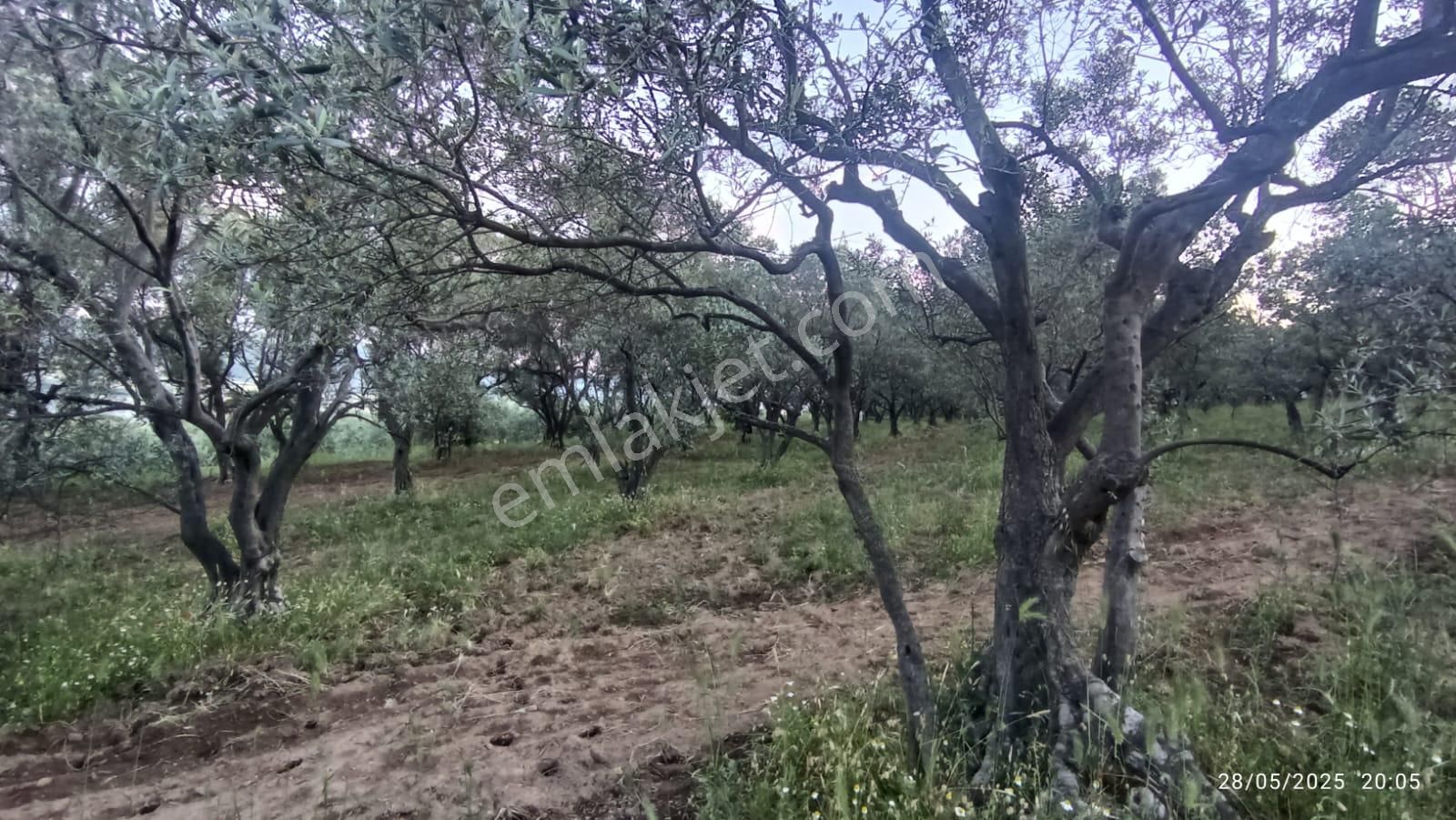 Balıkesir Erdek Hamamlı Mah. 13948 M2 Satılık Zeytinlik Bağ Deniz Manzaralı - Görsel 27