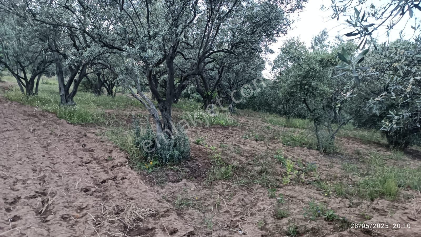 Balıkesir Erdek Hamamlı Mah. 13948 M2 Satılık Zeytinlik Bağ Deniz Manzaralı - Görsel 18