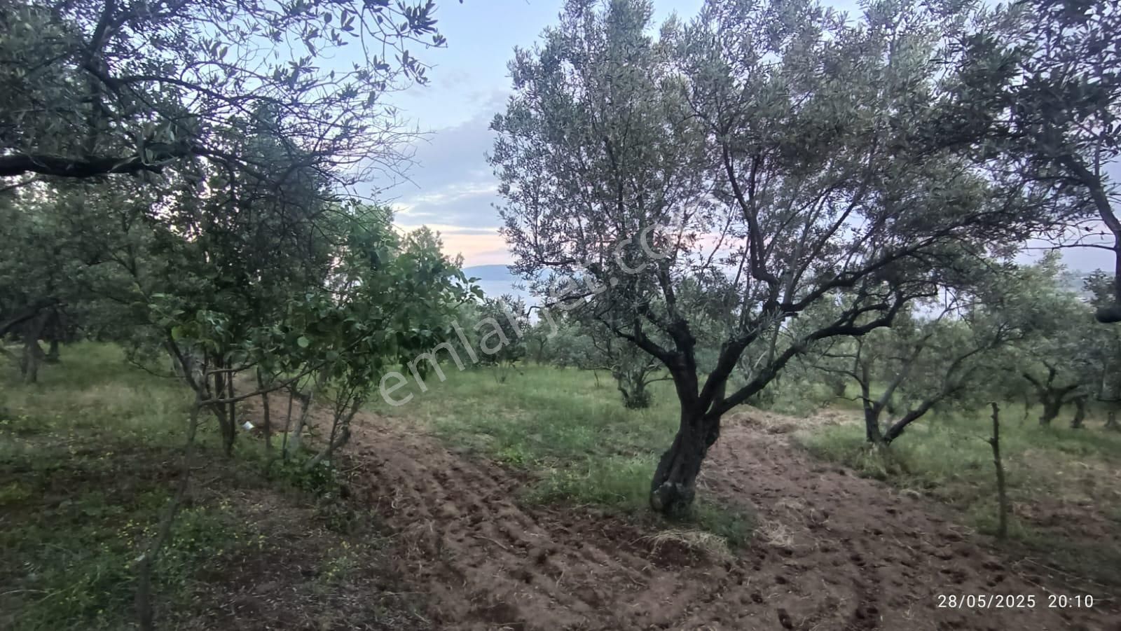 Balıkesir Erdek Hamamlı Mah. 13948 M2 Satılık Zeytinlik Bağ Deniz Manzaralı - Görsel 19