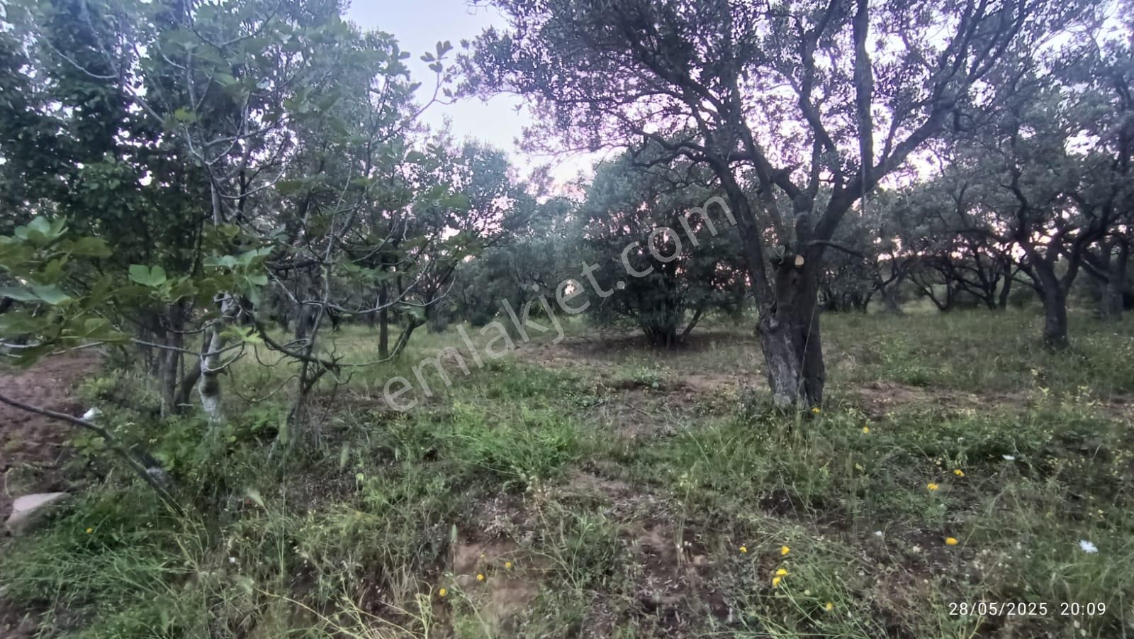 Balıkesir Erdek Hamamlı Mah. 13948 M2 Satılık Zeytinlik Bağ Deniz Manzaralı - Görsel 16