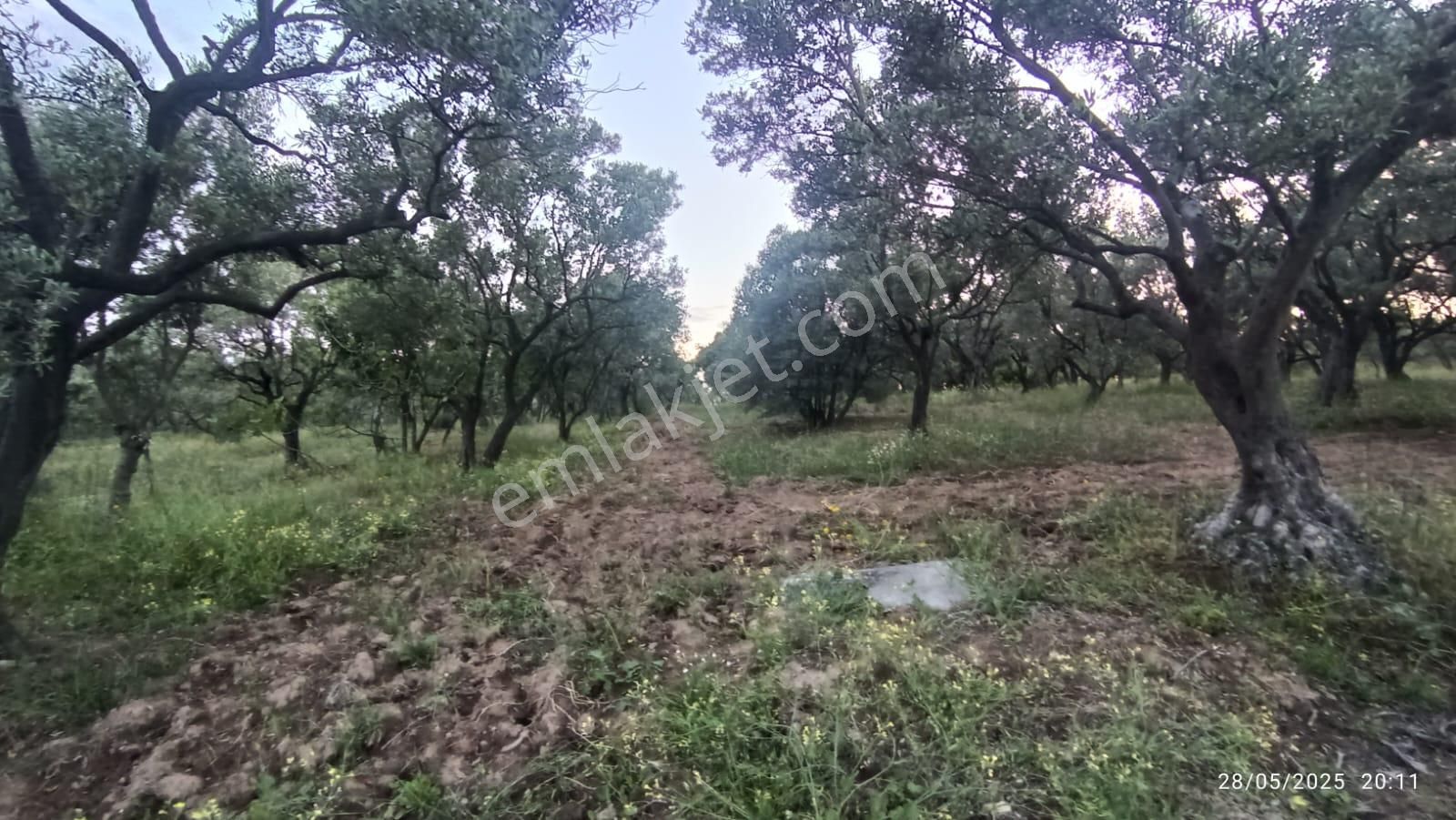 Balıkesir Erdek Hamamlı Mah. 13948 M2 Satılık Zeytinlik Bağ Deniz Manzaralı - Görsel 23