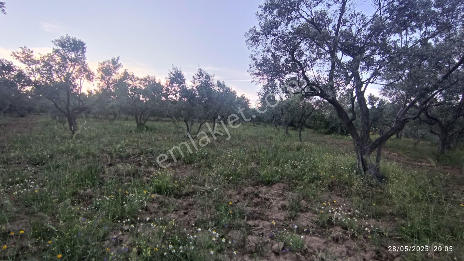 Balıkesir Erdek Hamamlı Mah. 13948 M2 Satılık Zeytinlik Bağ Deniz Manzaralı - Görsel 25