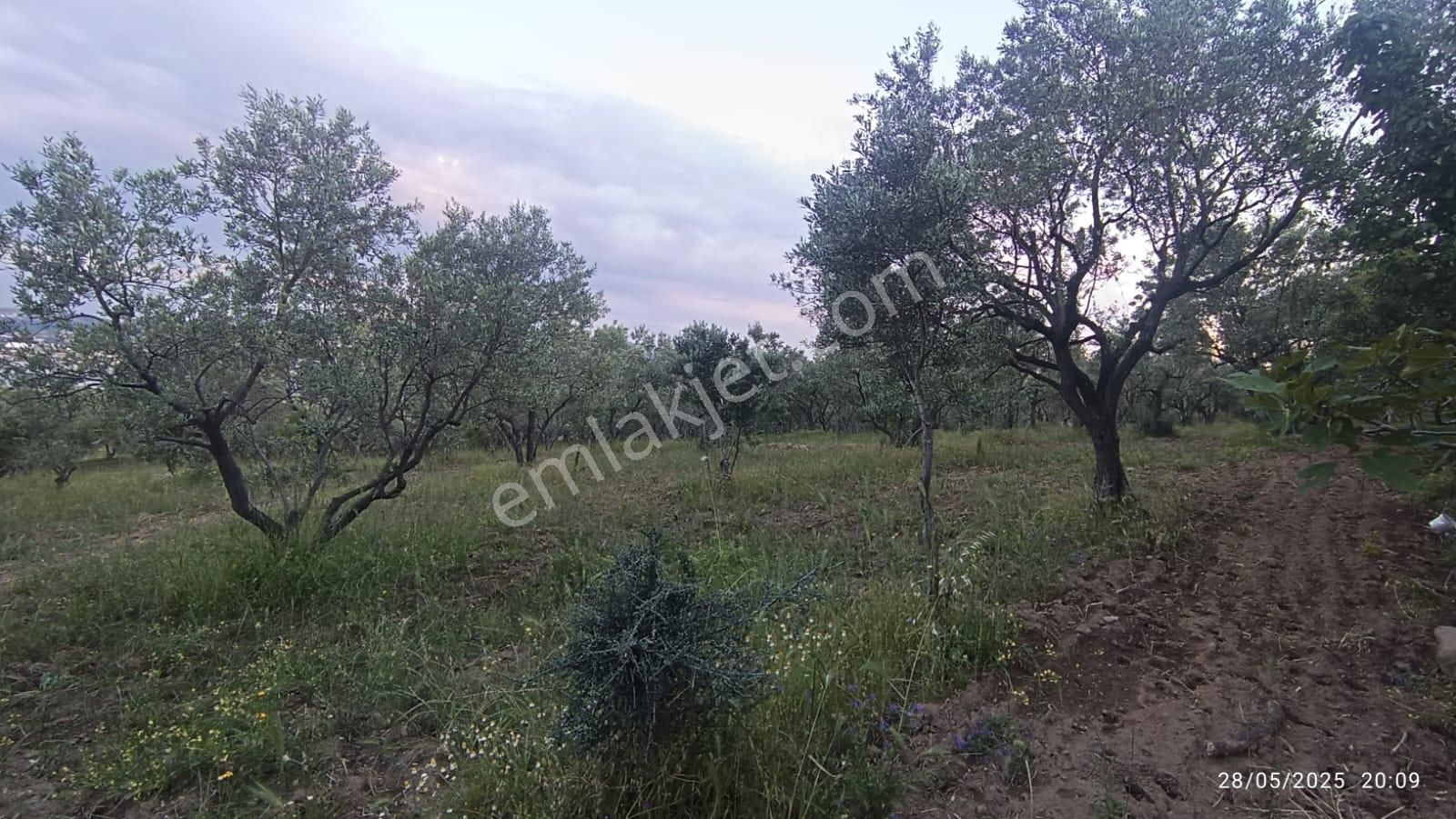 Balıkesir Erdek Hamamlı Mah. 13948 M2 Satılık Zeytinlik Bağ Deniz Manzaralı - Görsel 29