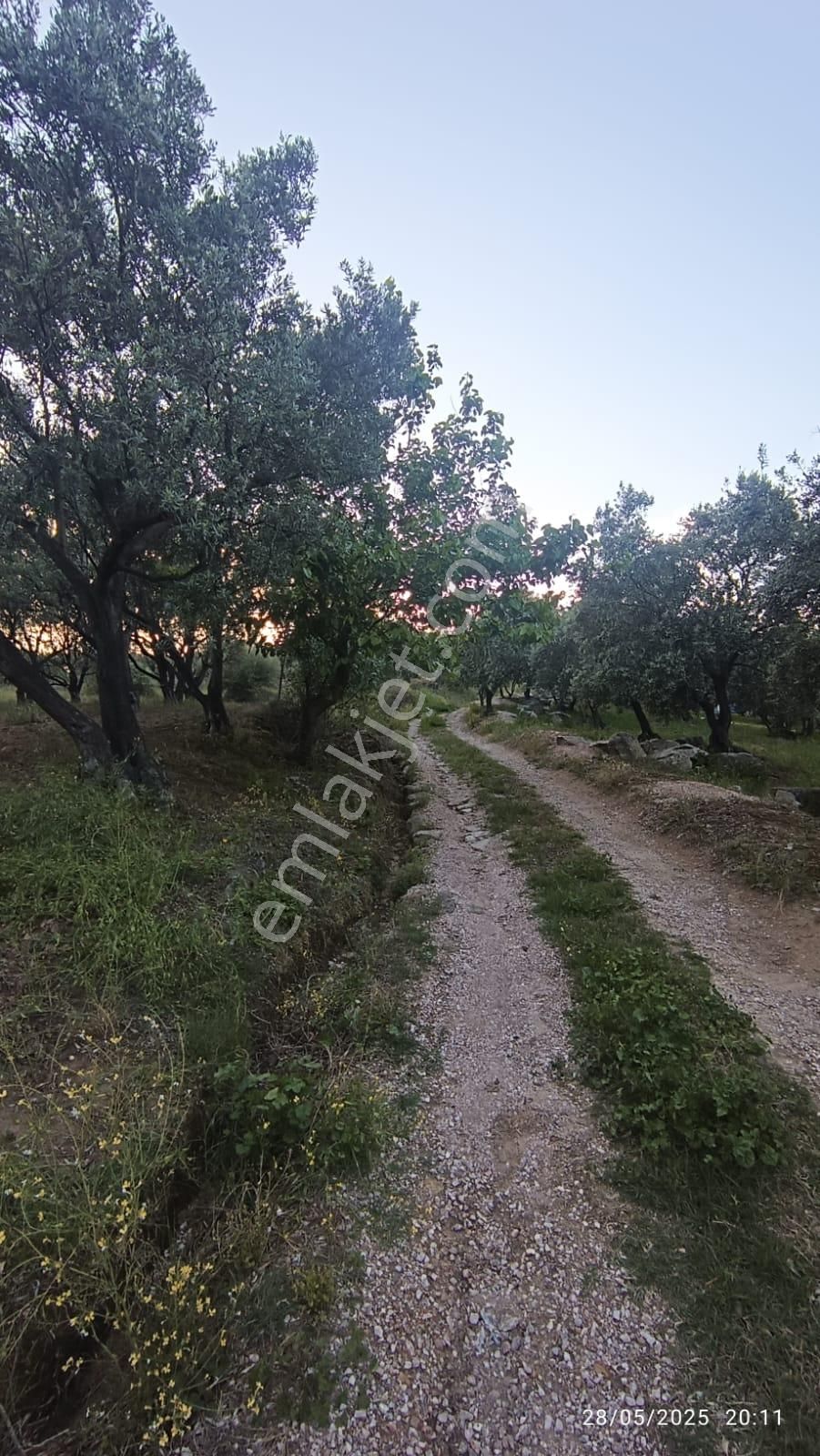 Balıkesir Erdek Hamamlı Mah. 13948 M2 Satılık Zeytinlik Bağ Deniz Manzaralı - Görsel 21