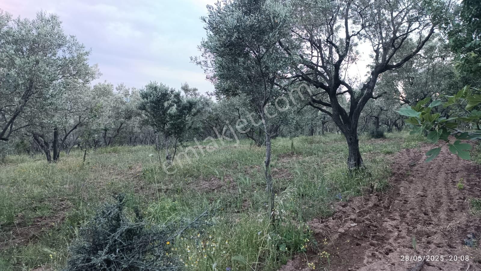 Balıkesir Erdek Hamamlı Mah. 13948 M2 Satılık Zeytinlik Bağ Deniz Manzaralı - Görsel 13