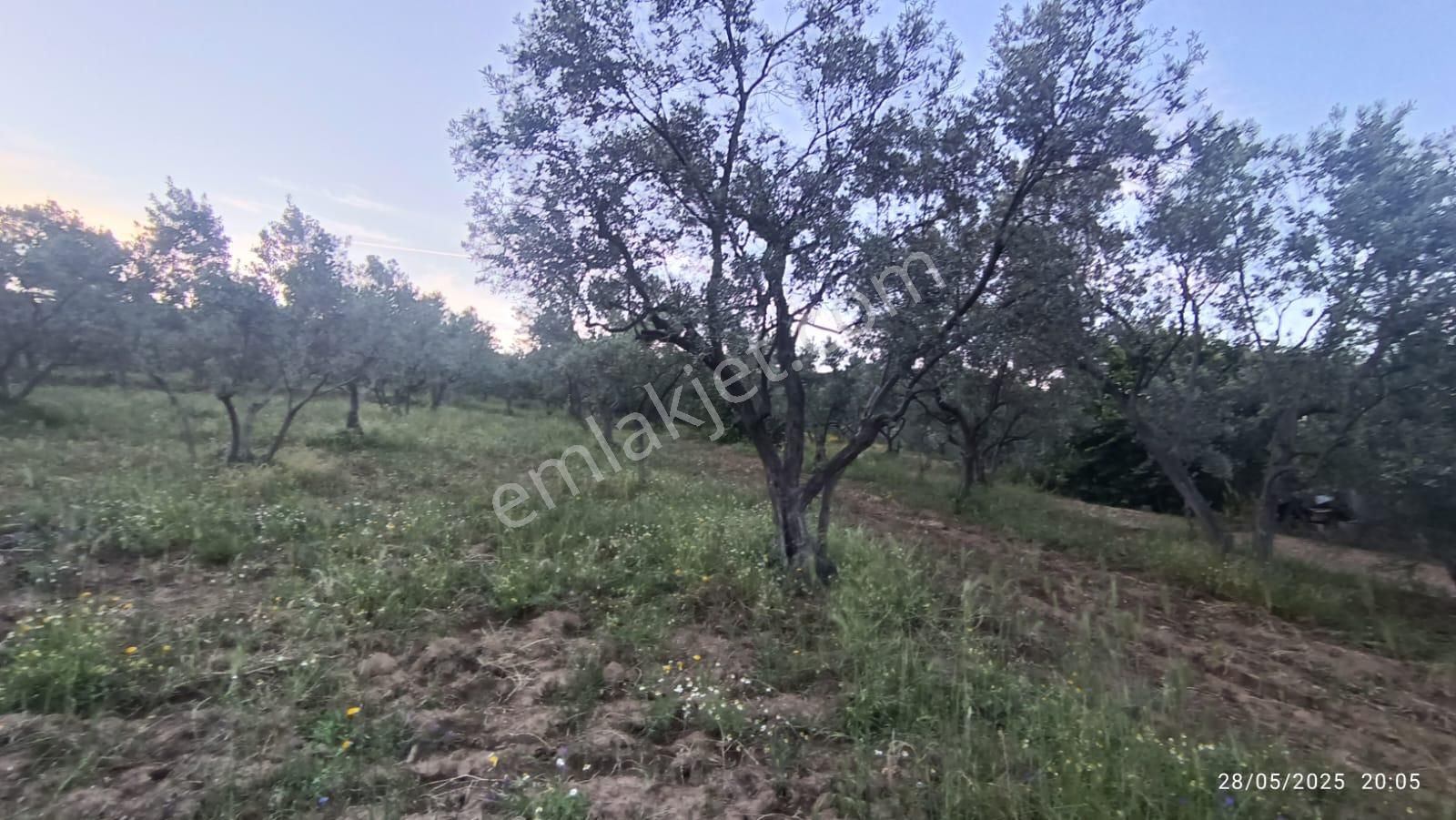 Balıkesir Erdek Hamamlı Mah. 13948 M2 Satılık Zeytinlik Bağ Deniz Manzaralı - Görsel 4