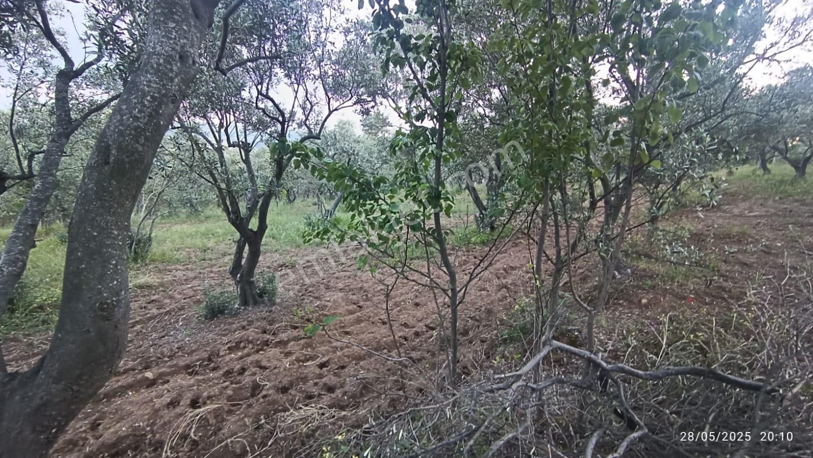 Balıkesir Erdek Hamamlı Mah. 13948 M2 Satılık Zeytinlik Bağ Deniz Manzaralı - Görsel 20