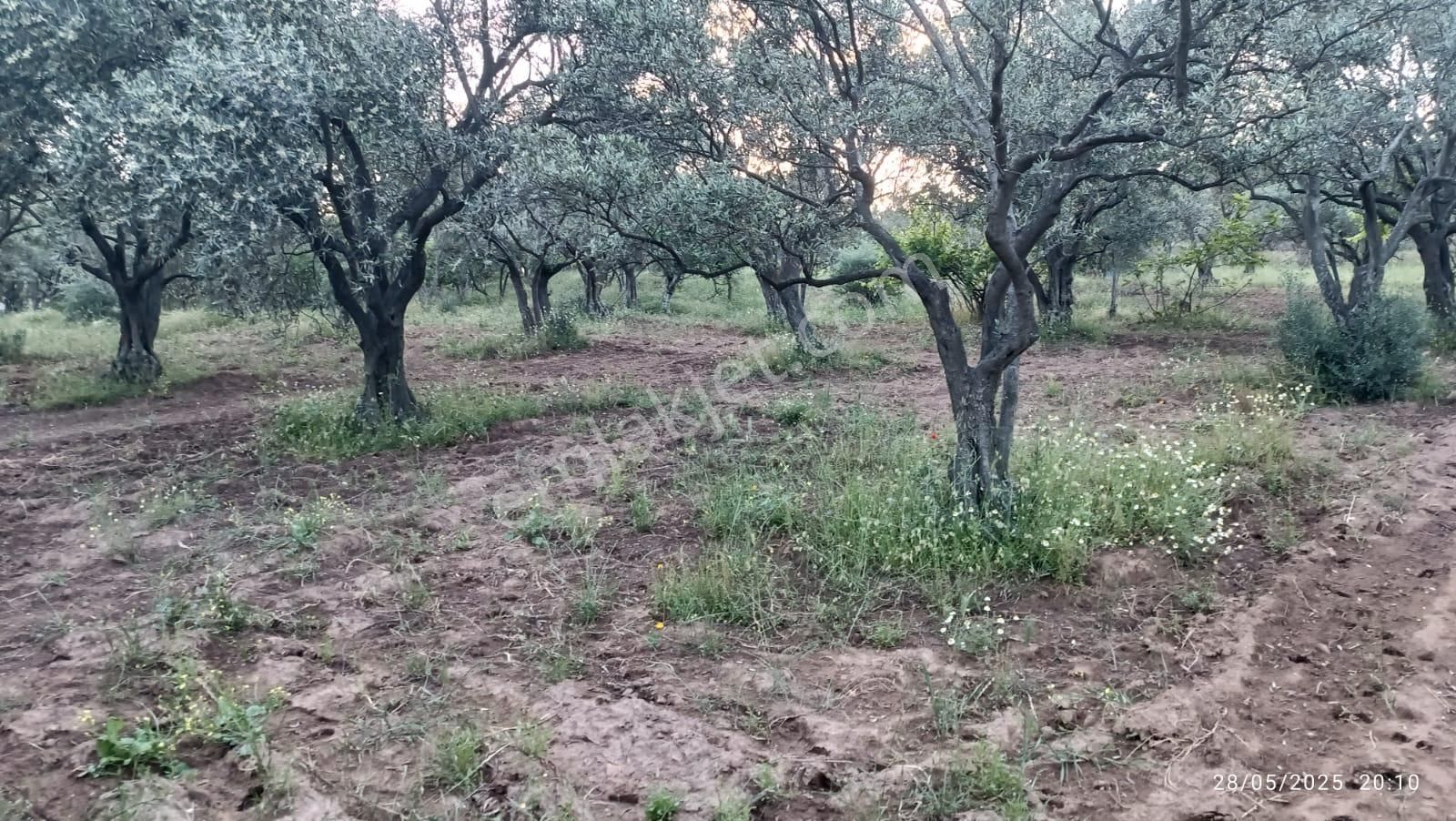 Balıkesir Erdek Hamamlı Mah. 13948 M2 Satılık Zeytinlik Bağ Deniz Manzaralı - Görsel 17