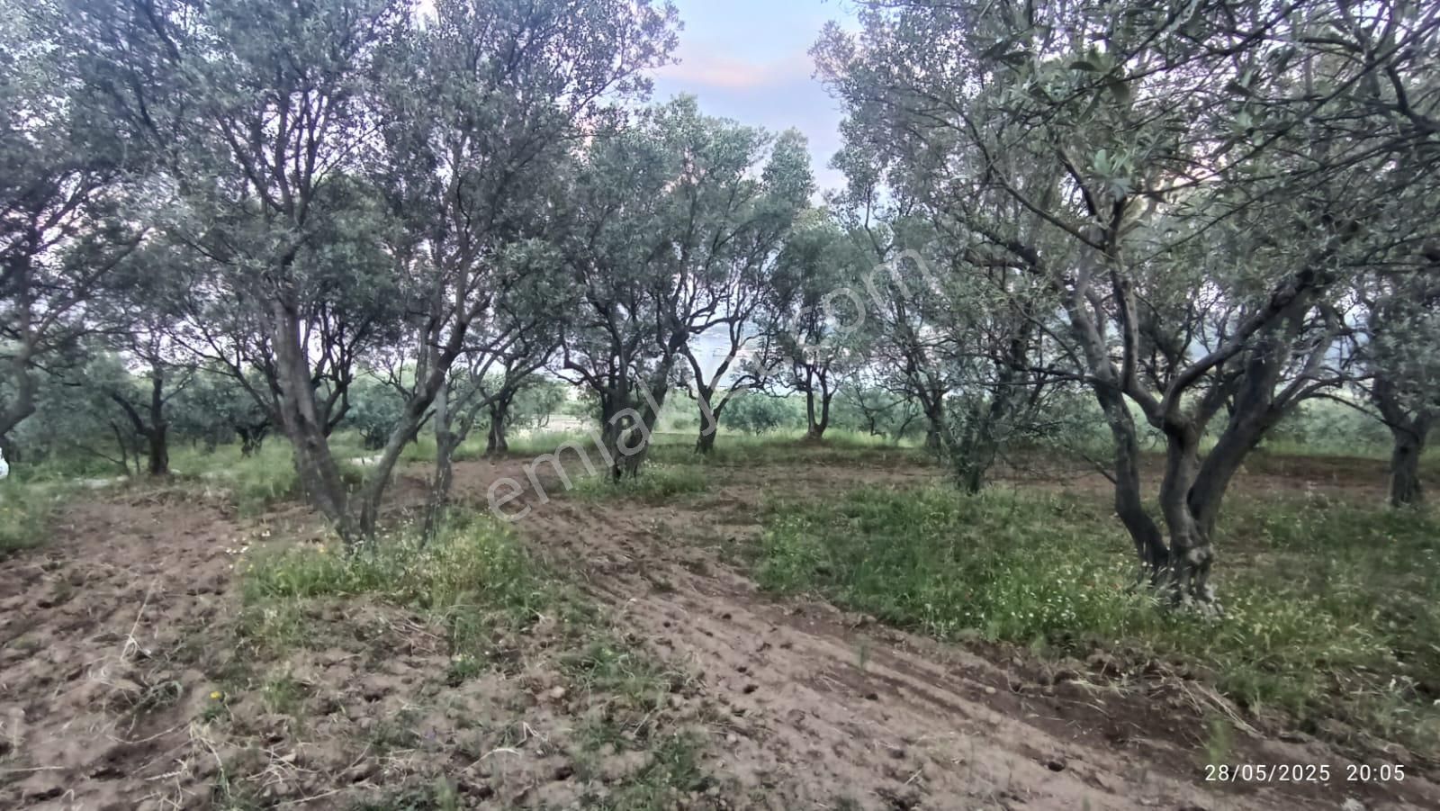 Balıkesir Erdek Hamamlı Mah. 13948 M2 Satılık Zeytinlik Bağ Deniz Manzaralı - Görsel 26