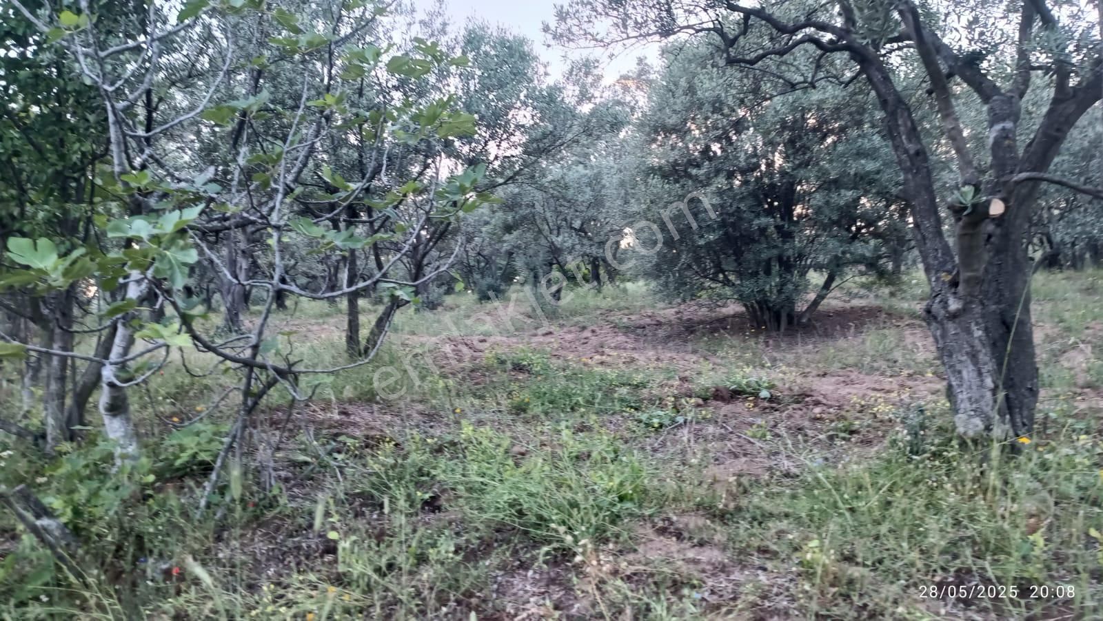 Balıkesir Erdek Hamamlı Mah. 13948 M2 Satılık Zeytinlik Bağ Deniz Manzaralı - Görsel 12