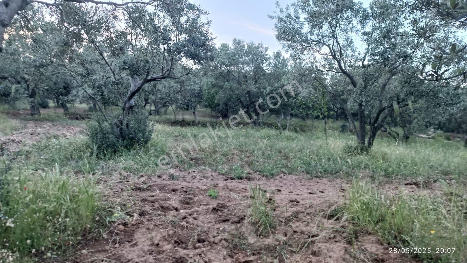 Balıkesir Erdek Hamamlı Mah. 13948 M2 Satılık Zeytinlik Bağ Deniz Manzaralı - Görsel 10