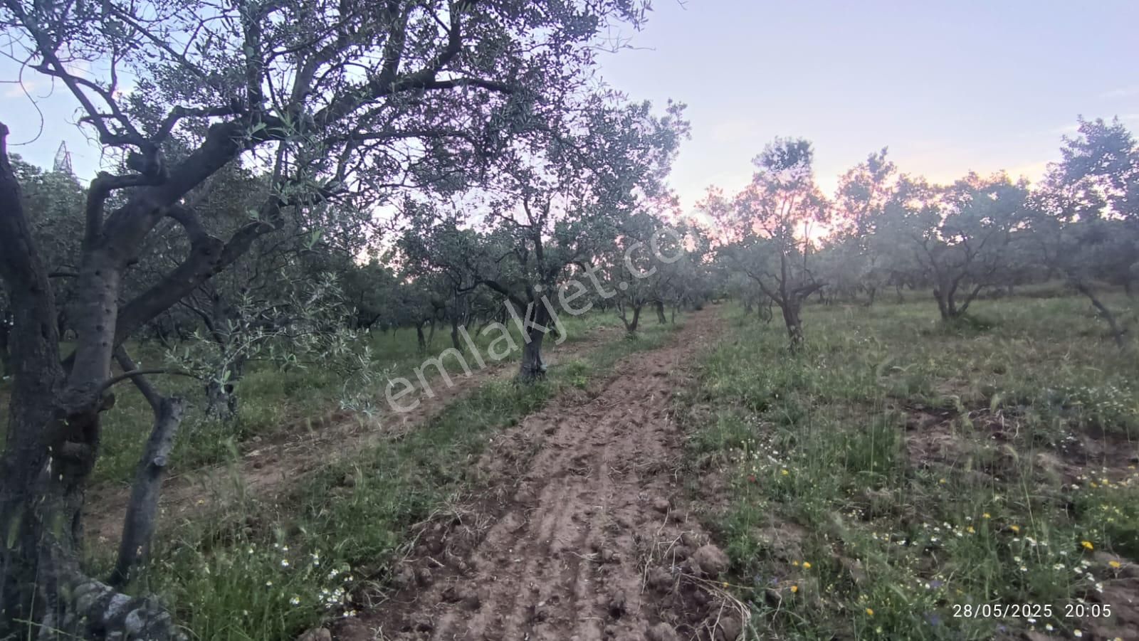 Balıkesir Erdek Hamamlı Mah. 13948 M2 Satılık Zeytinlik Bağ Deniz Manzaralı - Görsel 5