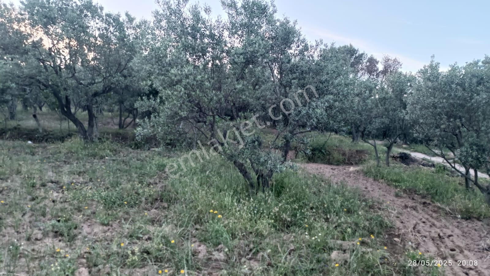 Balıkesir Erdek Hamamlı Mah. 13948 M2 Satılık Zeytinlik Bağ Deniz Manzaralı - Görsel 11