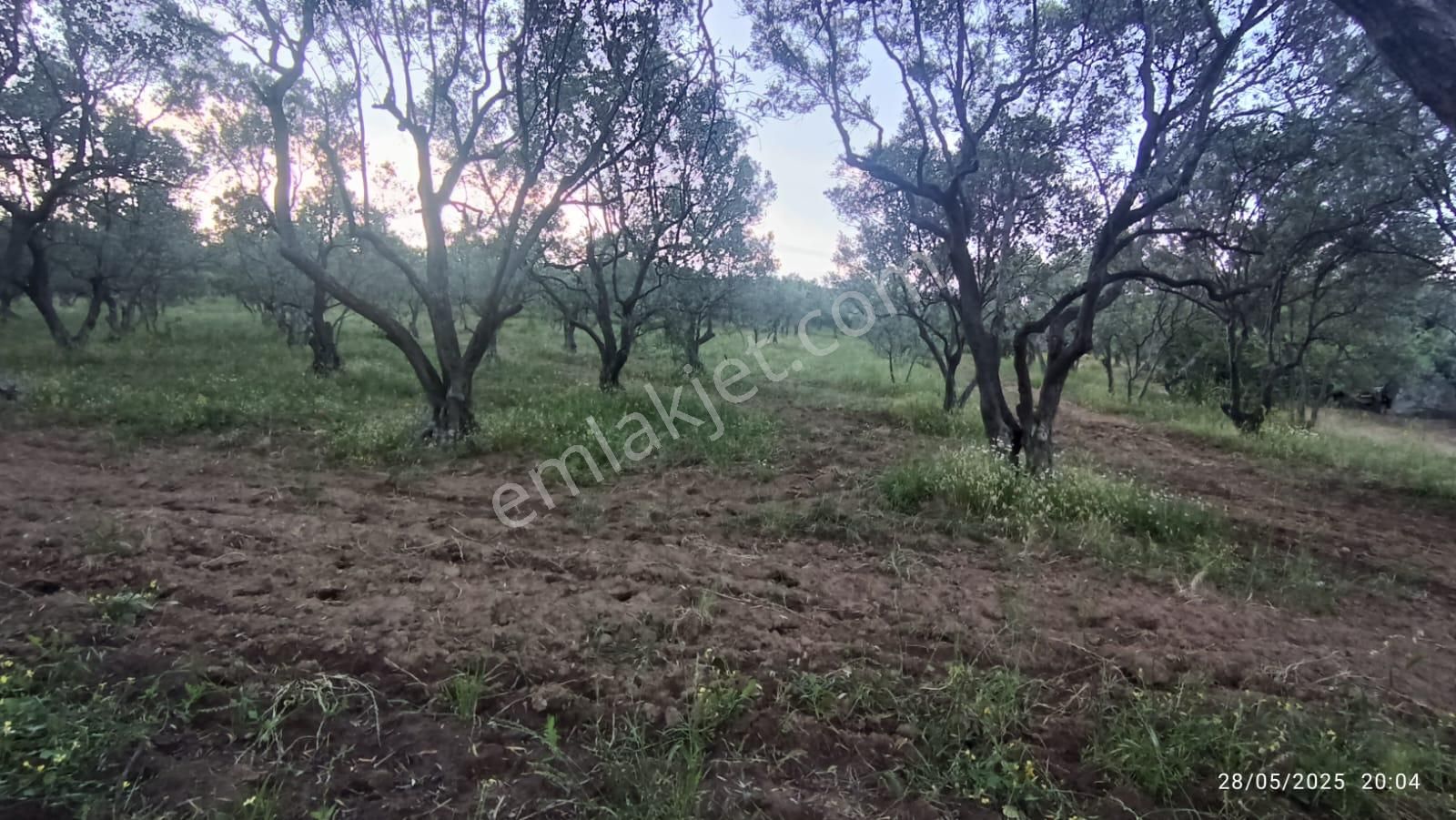 Balıkesir Erdek Hamamlı Mah. 13948 M2 Satılık Zeytinlik Bağ Deniz Manzaralı - Görsel 3