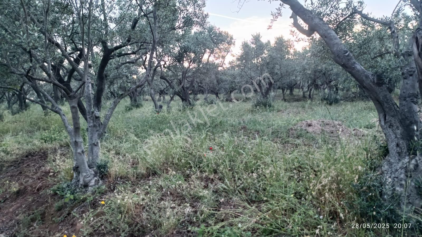 Balıkesir Erdek Hamamlı Mah. 13948 M2 Satılık Zeytinlik Bağ Deniz Manzaralı - Görsel 28