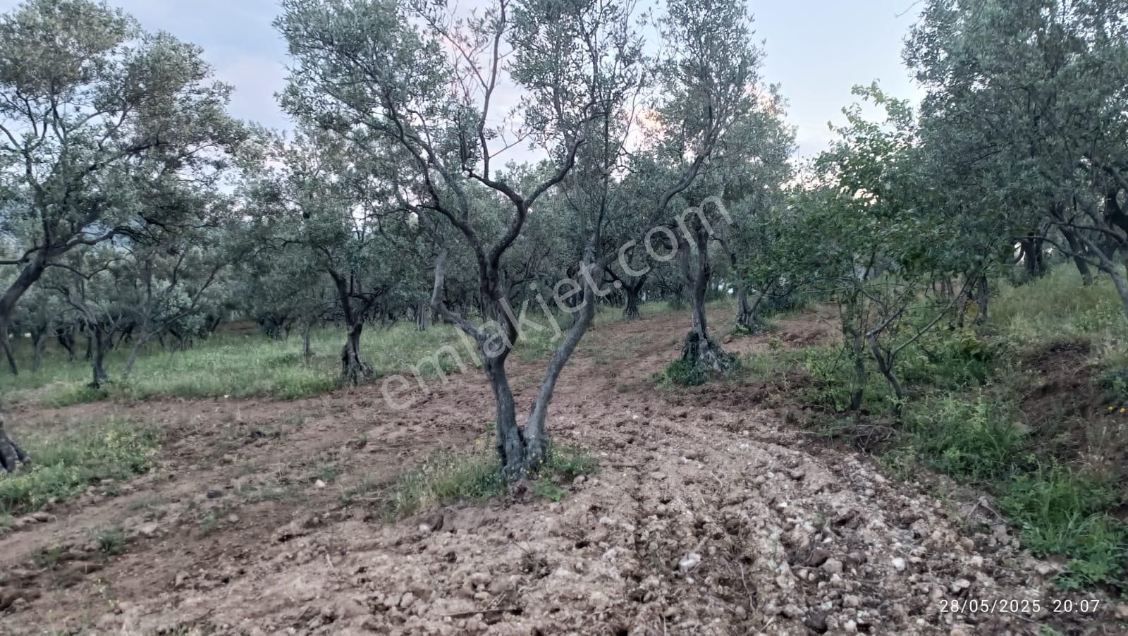 Balıkesir Erdek Hamamlı Mah. 13948 M2 Satılık Zeytinlik Bağ Deniz Manzaralı - Görsel 8