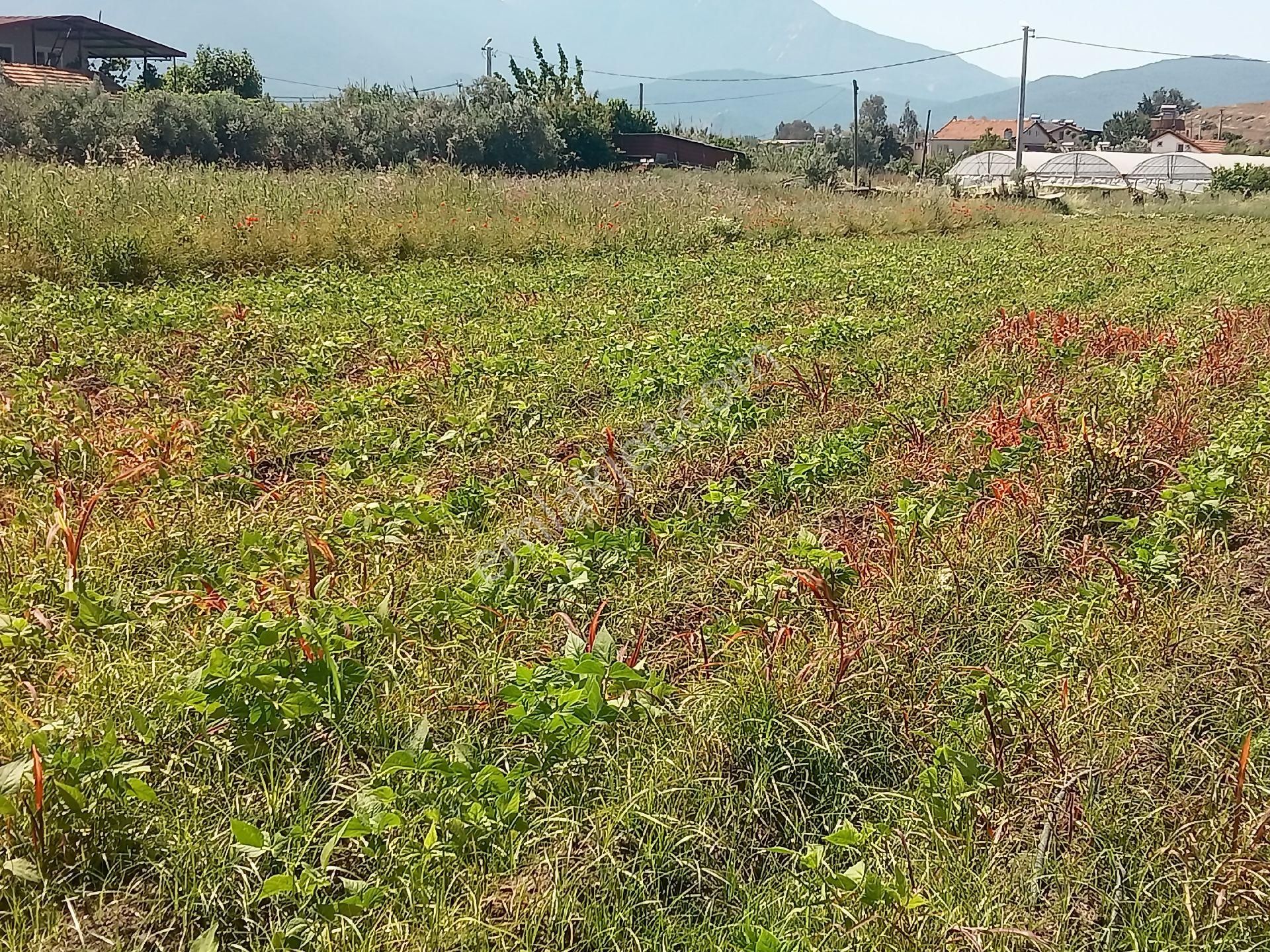 Falcon Dan Fethiye Gunlukbası Fırsat Tarla - Görsel 16