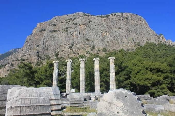 Aydın-söke-güllübahçe Priene Mahallesin’de 24 Dekar Satılık Zeytinlik - Görsel 14