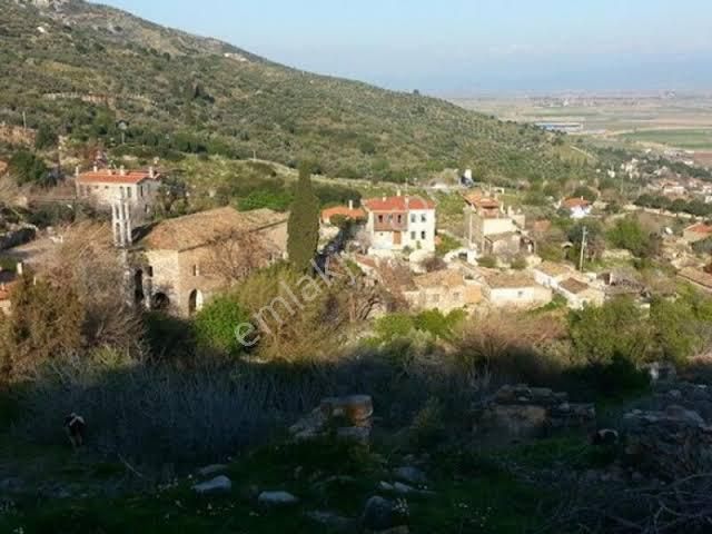 Aydın-söke-güllübahçe Priene Mahallesin’de 24 Dekar Satılık Zeytinlik - Görsel 11