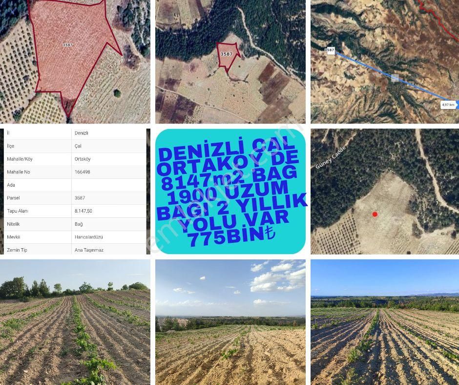 Denizli Çal Ortaköy De Satılık İki Yıllık Üzüm Bağı