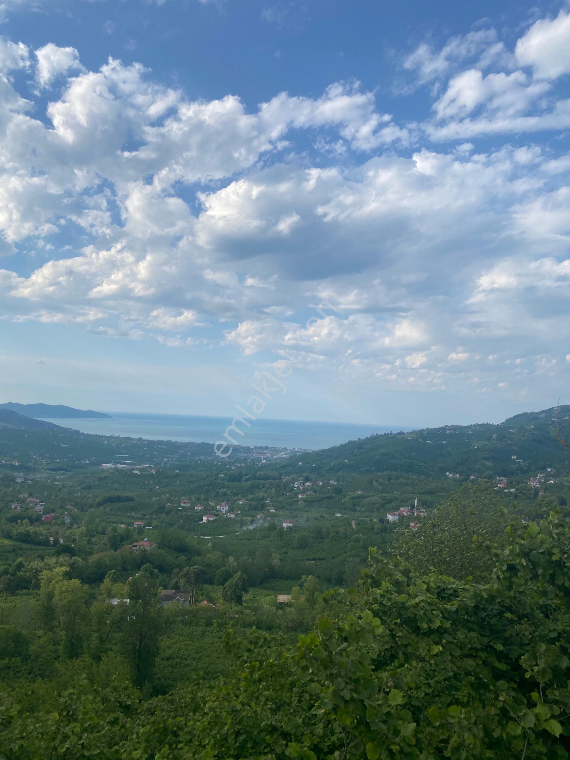 Ordu Şenköyde Deniz Ve Şehir Manzaralı Satılık Ev Yapımına Müsait 9900 M2 Bahçe - Görsel 5