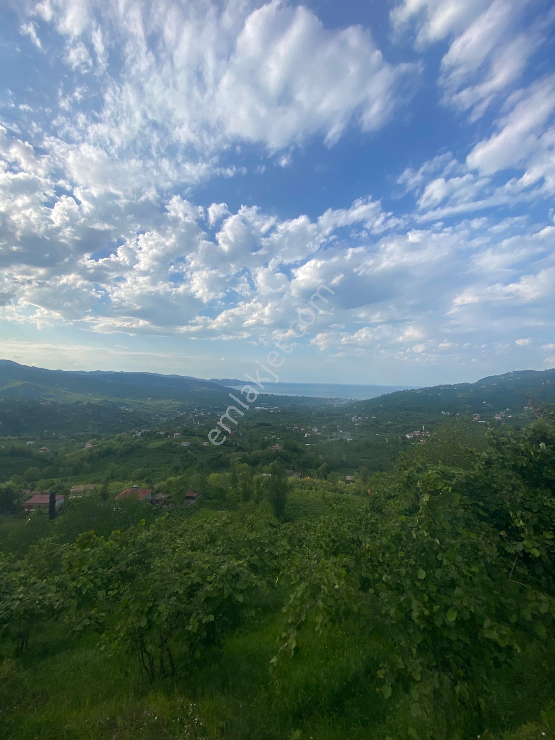 Ordu Şenköyde Deniz Ve Şehir Manzaralı Satılık Ev Yapımına Müsait 9900 M2 Bahçe - Görsel 6