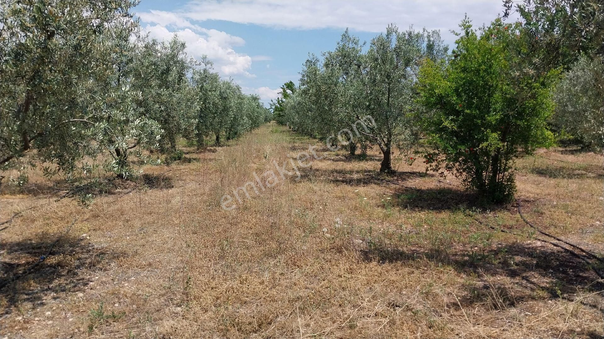 Eskişehir Sarıcakaya Mayıslar Köyünde 400 Ağaçlık Zeytinlik