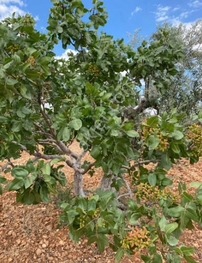 Uluyatır - Nizip 'de Satılık Fıstık Zeytin Karışık Yola Sıfır Asfalta Yakın Arazi.