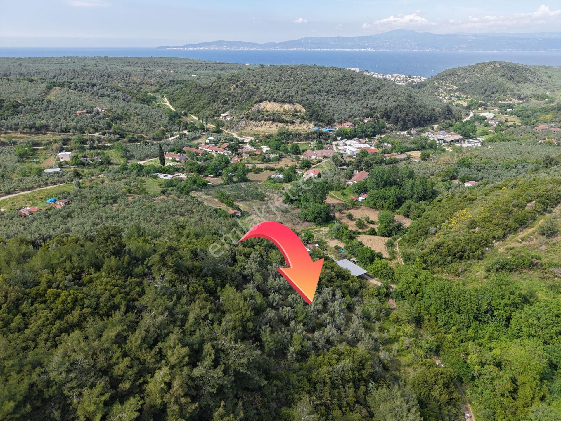 Deniz Manzaralı 5000 M² Zeytinlik! Tirilye’de Kaçırılmayacak Fırsat - Görsel 5