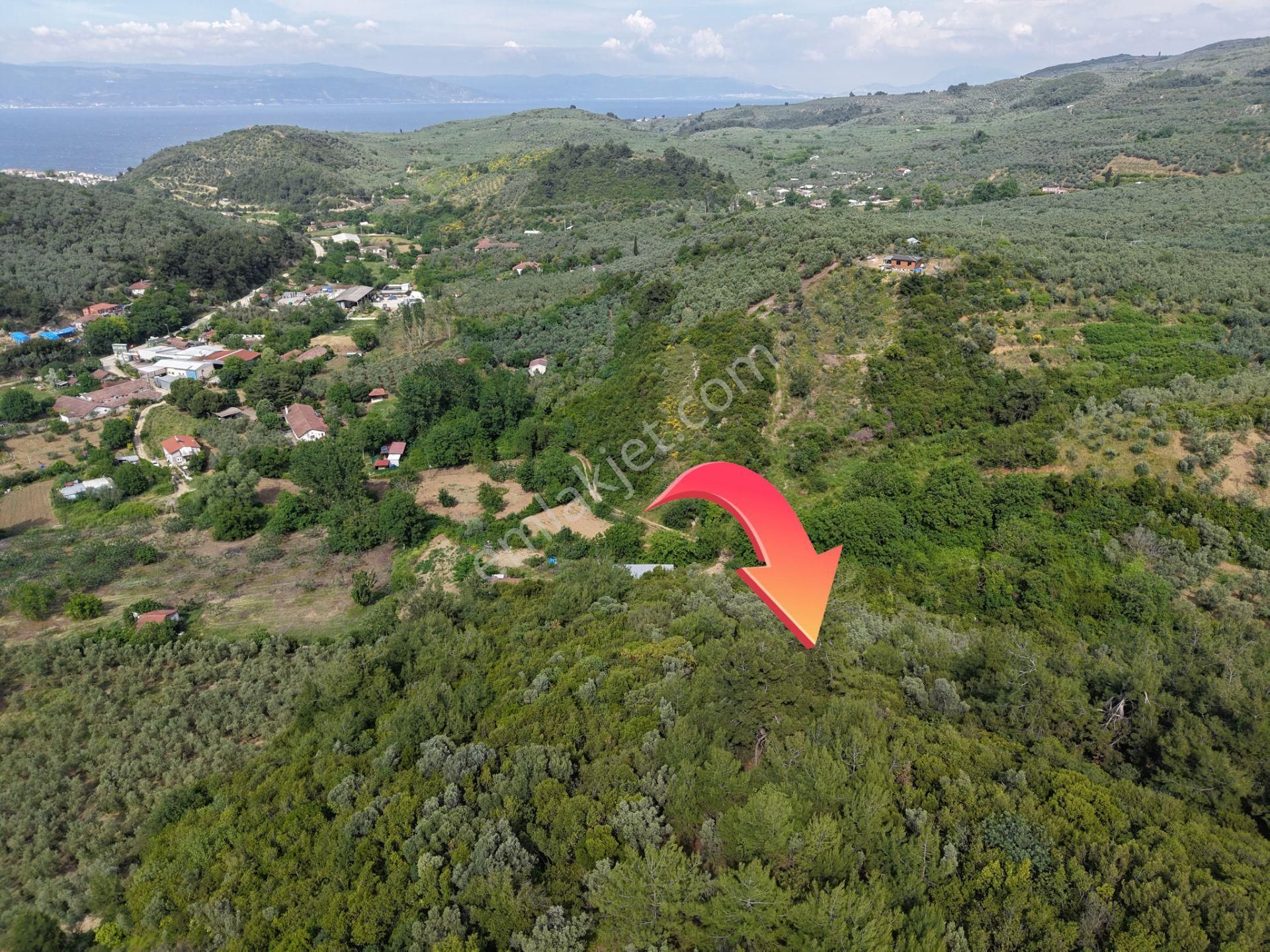 Deniz Manzaralı 5000 M² Zeytinlik! Tirilye’de Kaçırılmayacak Fırsat - Görsel 6