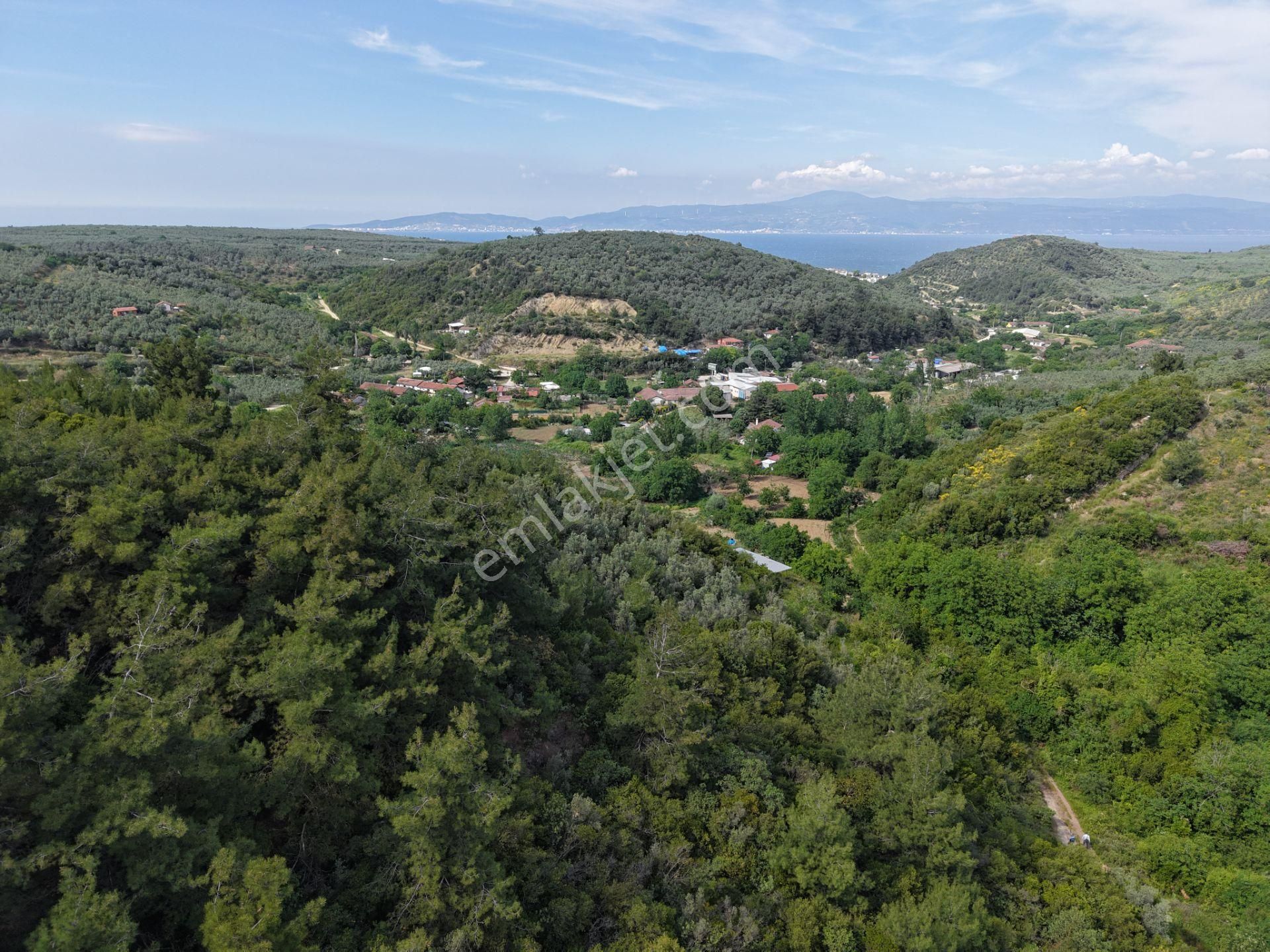 Deniz Manzaralı 5000 M² Zeytinlik! Tirilye’de Kaçırılmayacak Fırsat - Görsel 7