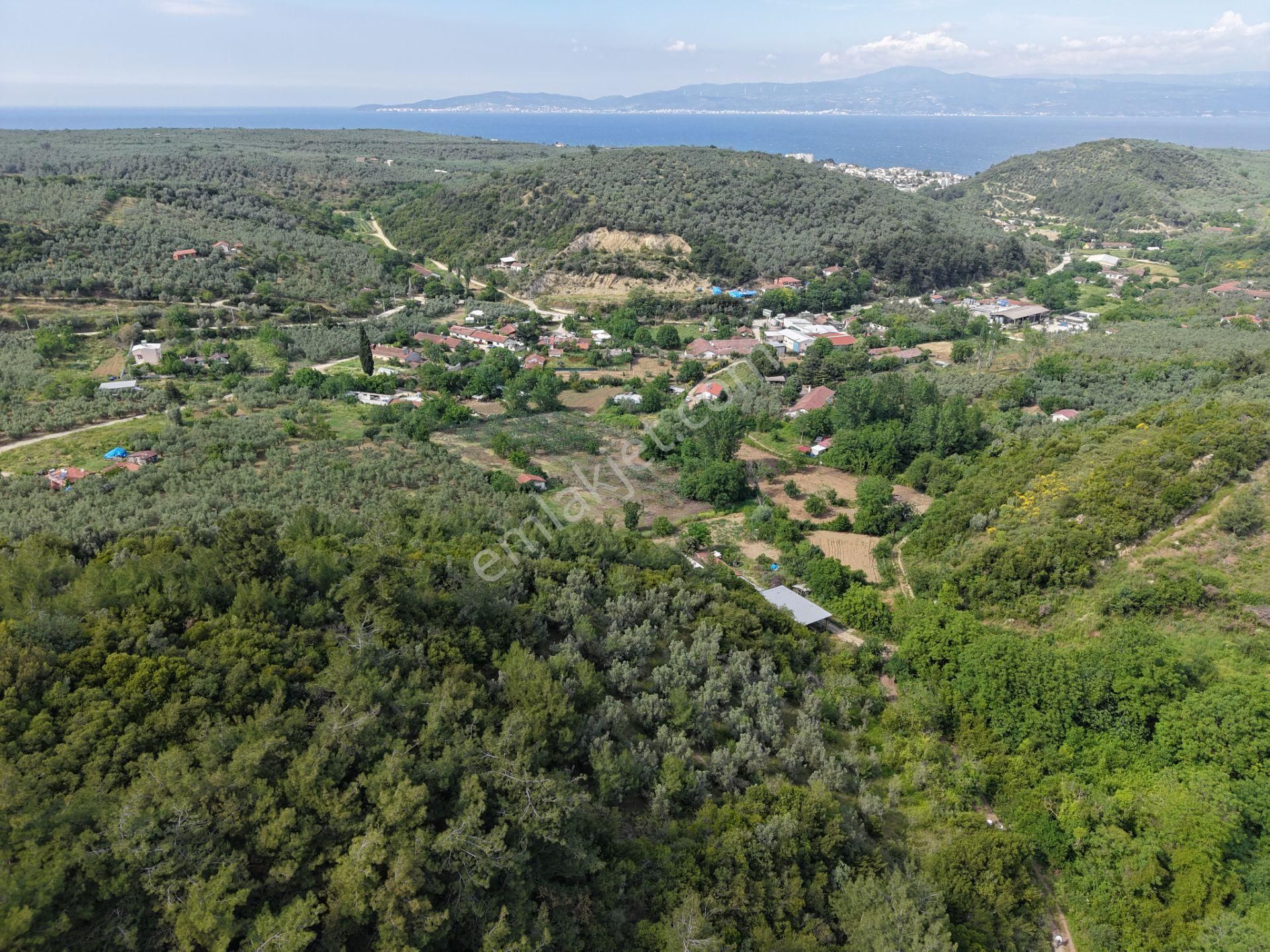 Deniz Manzaralı 5000 M² Zeytinlik! Tirilye’de Kaçırılmayacak Fırsat - Görsel 8