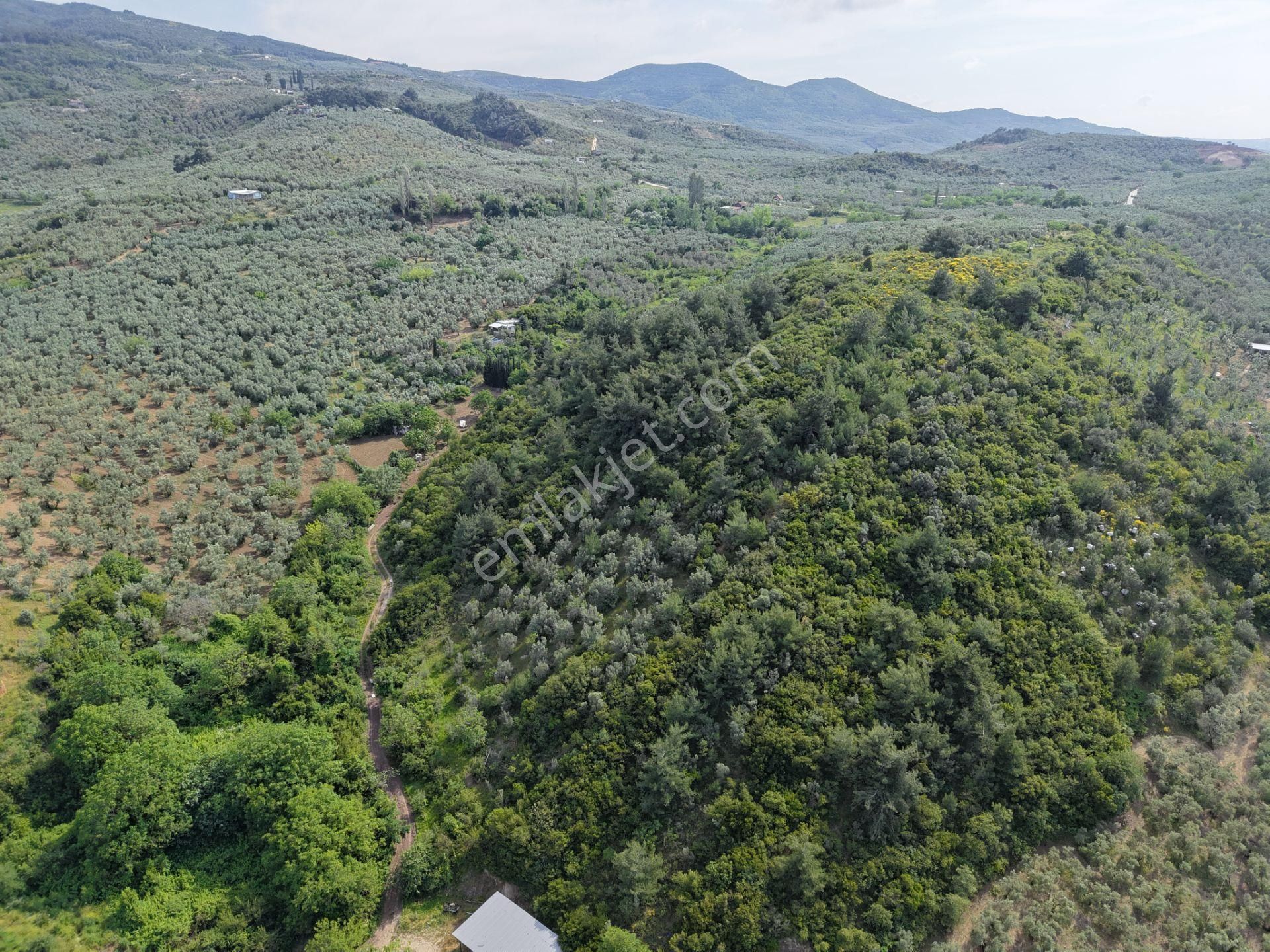 Deniz Manzaralı 5000 M² Zeytinlik! Tirilye’de Kaçırılmayacak Fırsat - Görsel 10