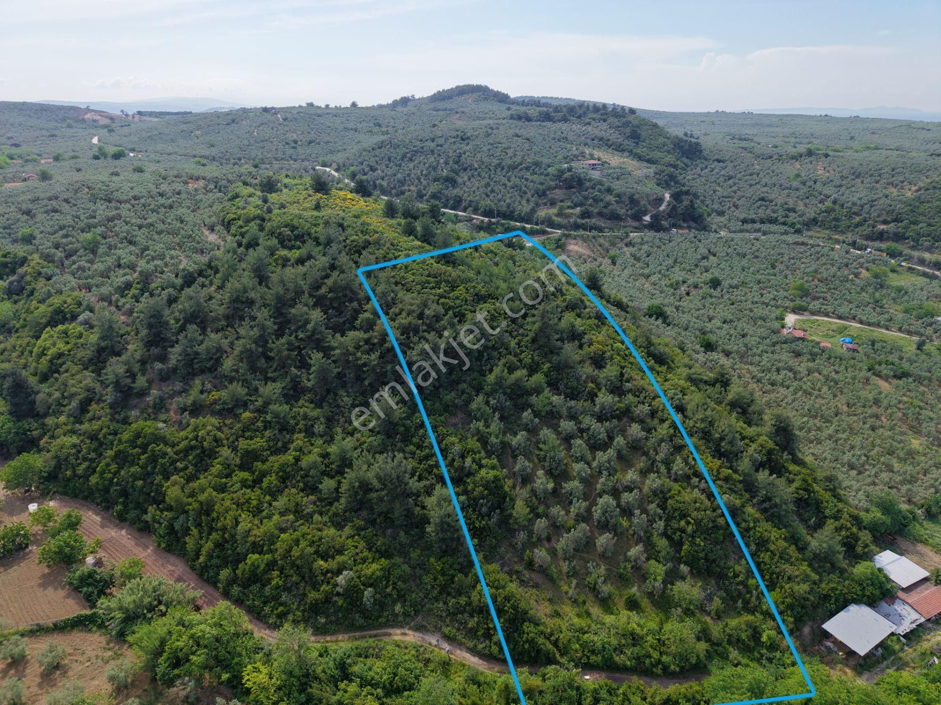 Deniz Manzaralı 5000 M² Zeytinlik! Tirilye’de Kaçırılmayacak Fırsat - Görsel 2