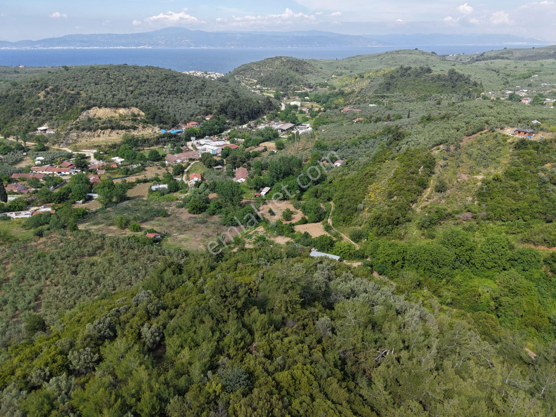 Deniz Manzaralı 5000 M² Zeytinlik! Tirilye’de Kaçırılmayacak Fırsat - Görsel 9
