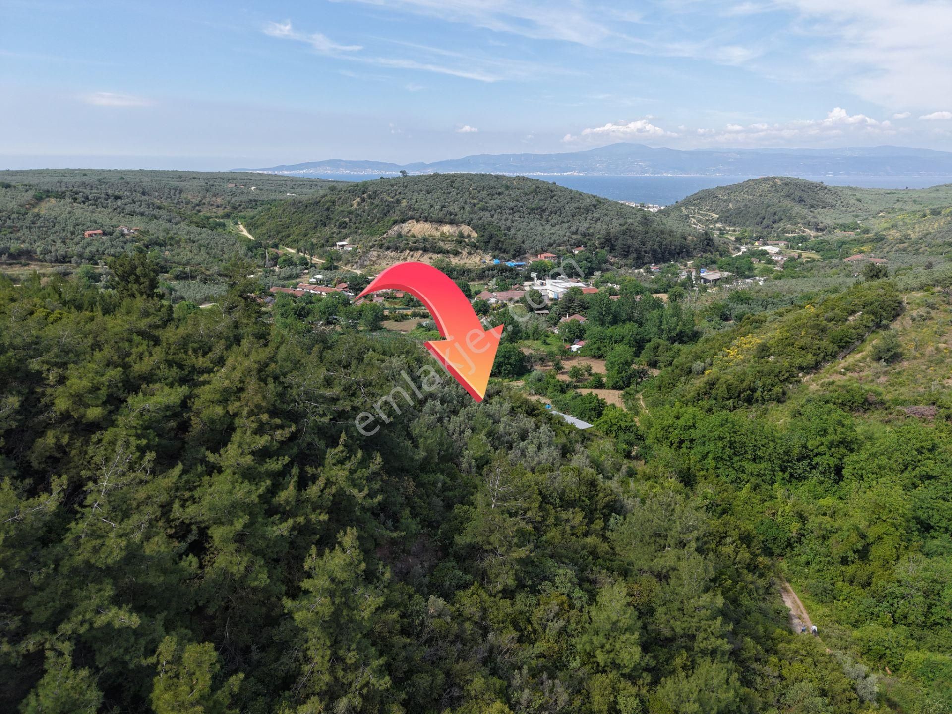 Deniz Manzaralı 5000 M² Zeytinlik! Tirilye’de Kaçırılmayacak Fırsat - Görsel 4