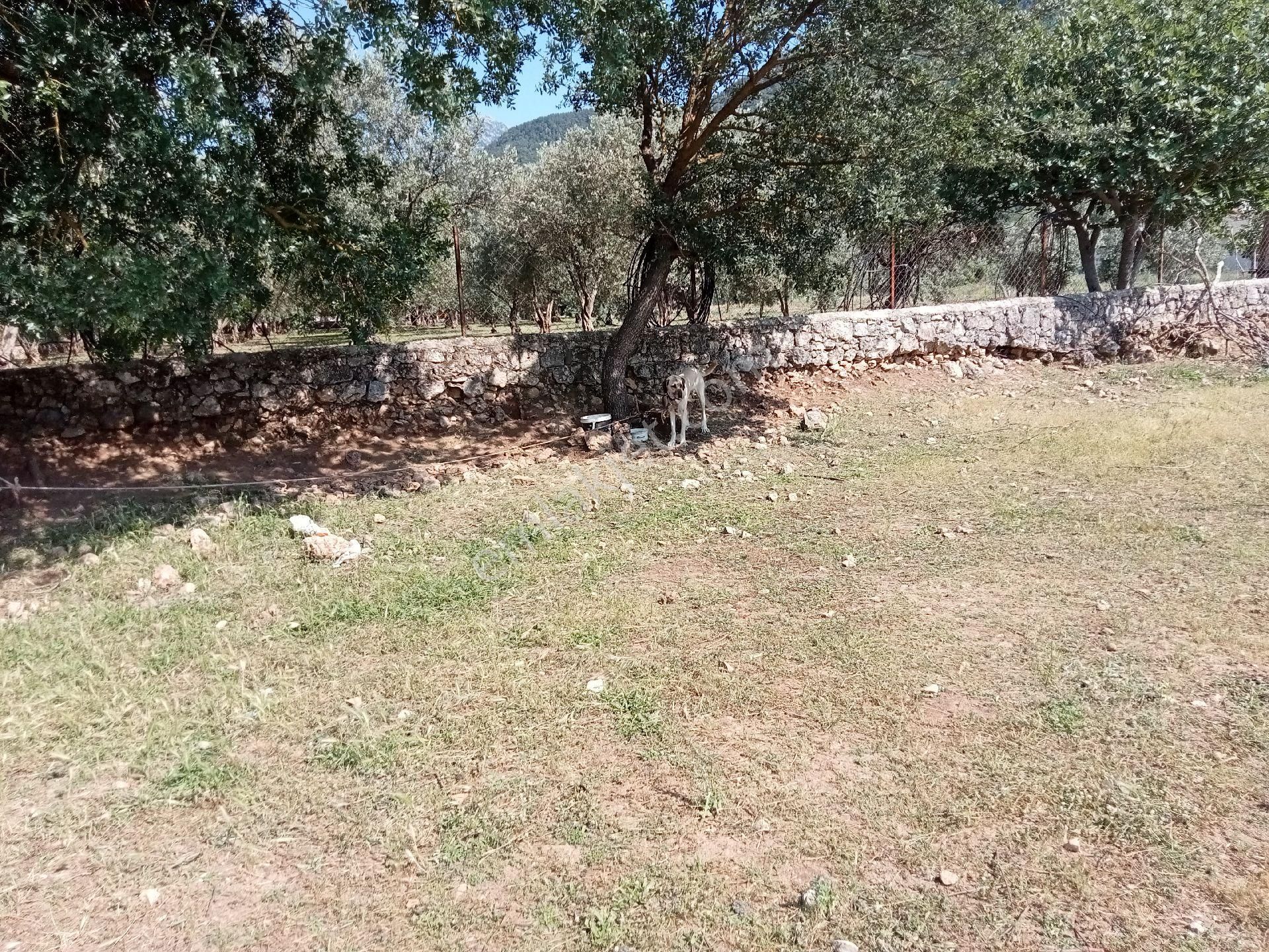 Falcon Dan Fethiye Kayaköy De 4793m² - Görsel 28