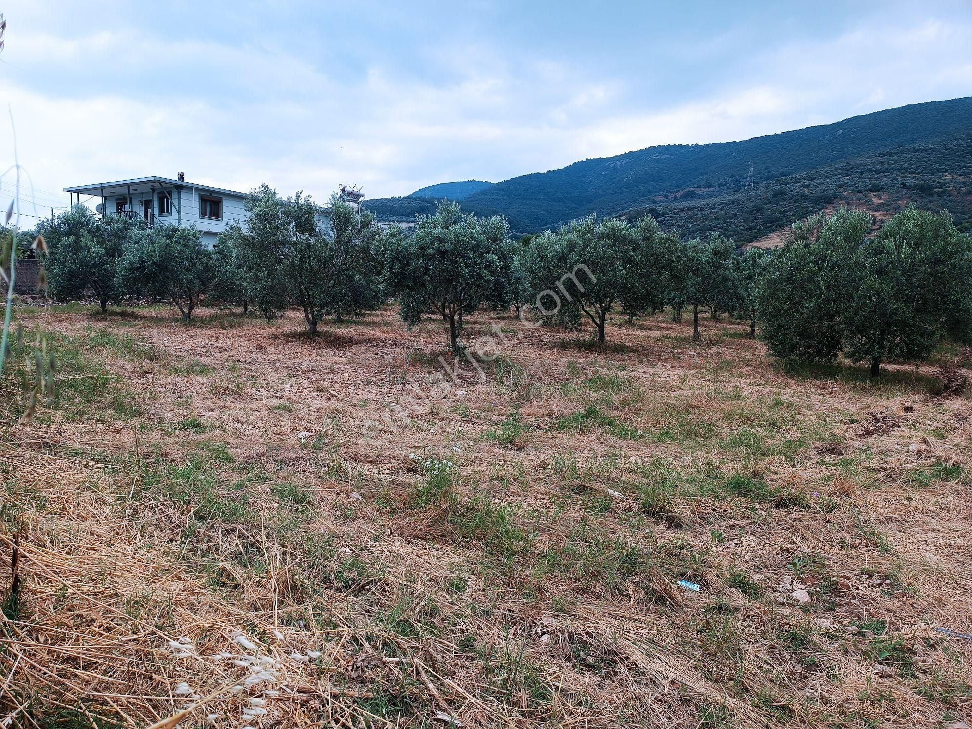 Torbalı Yeniköy'de Köy İçinde Kupon Zeytinlik - Görsel 21