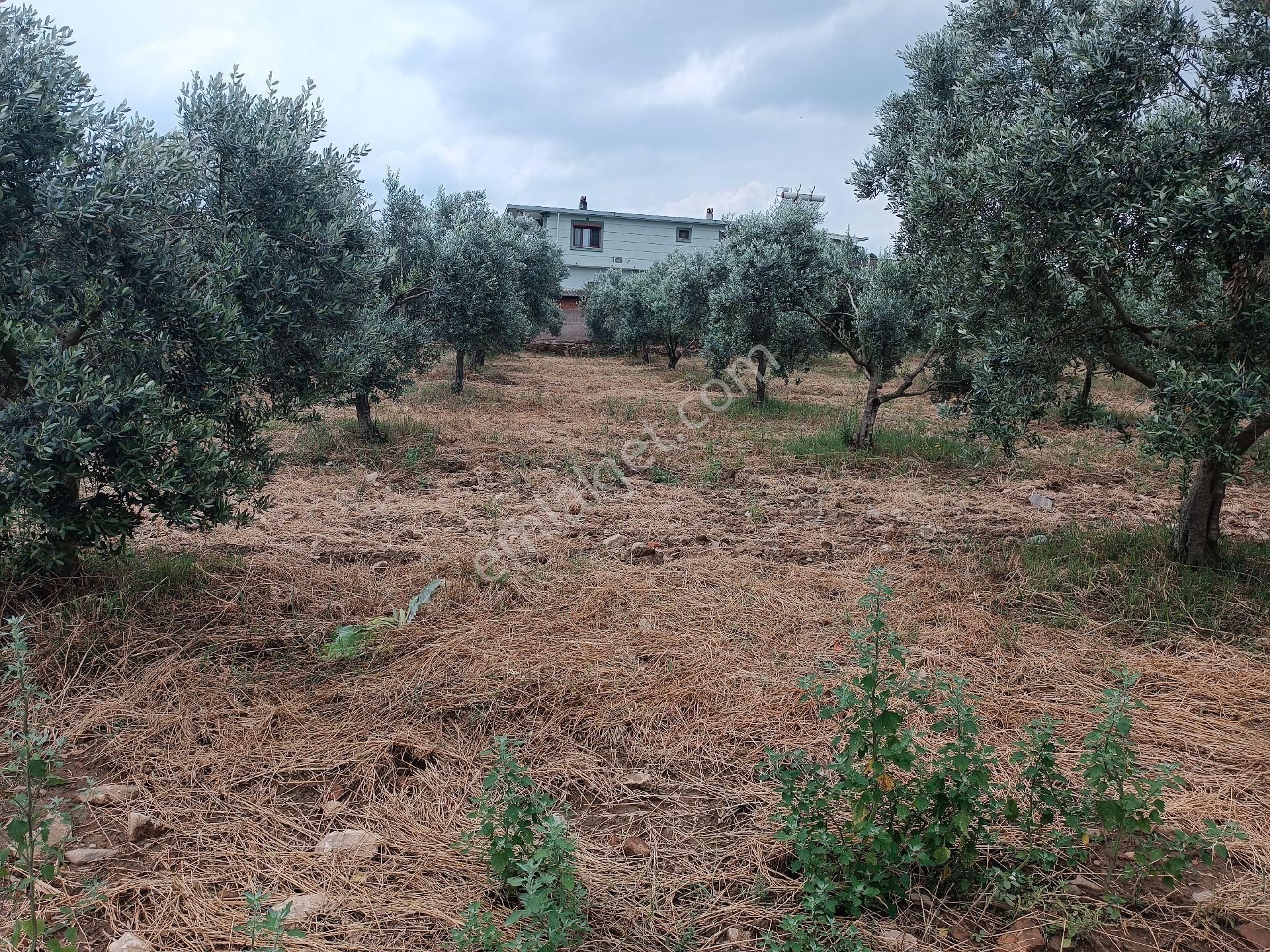 Torbalı Yeniköy'de Köy İçinde Kupon Zeytinlik - Görsel 2