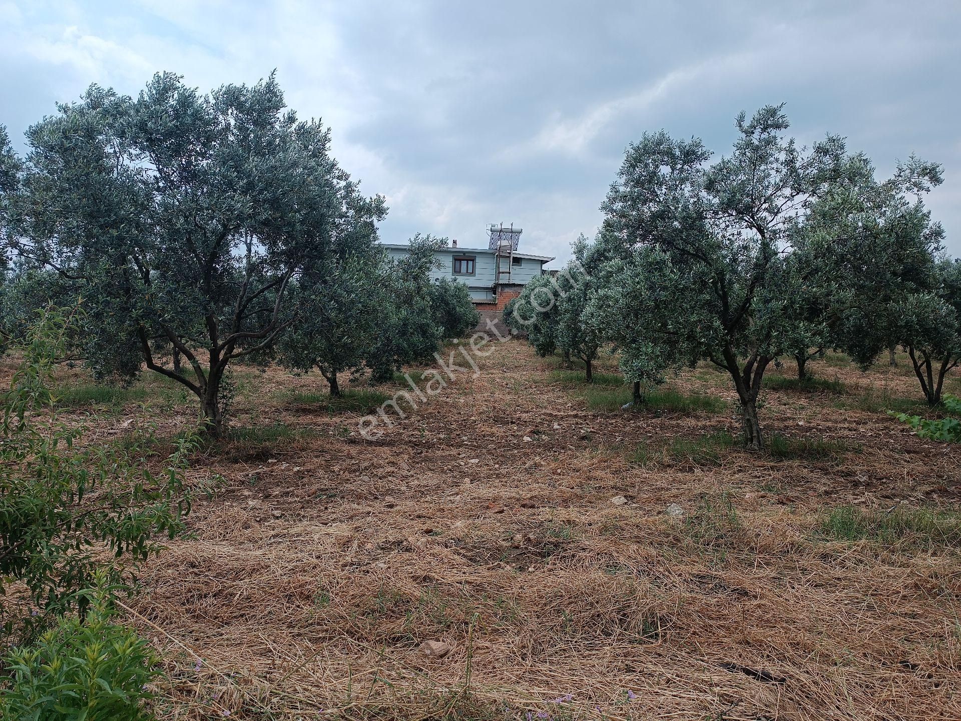 Torbalı Yeniköy'de Köy İçinde Kupon Zeytinlik - Görsel 3