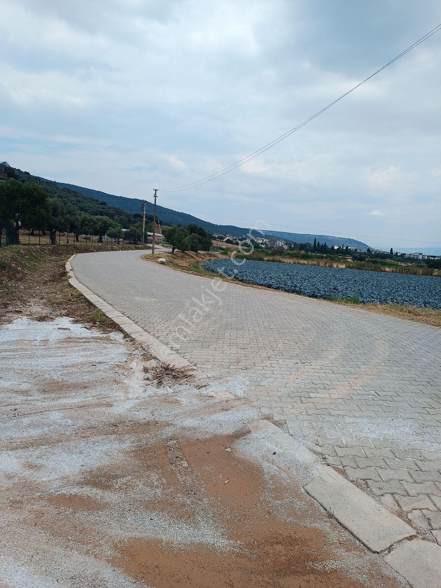 Torbalı Yeniköy'de Köy İçinde Kupon Zeytinlik - Görsel 28
