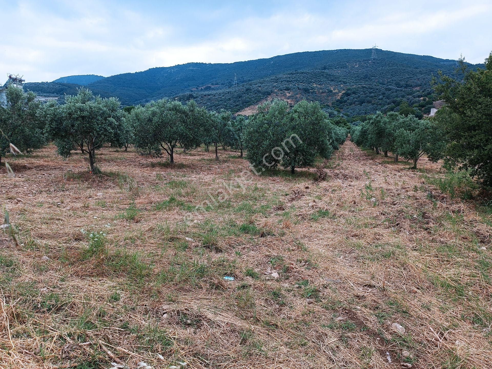 Torbalı Yeniköy'de Köy İçinde Kupon Zeytinlik - Görsel 23