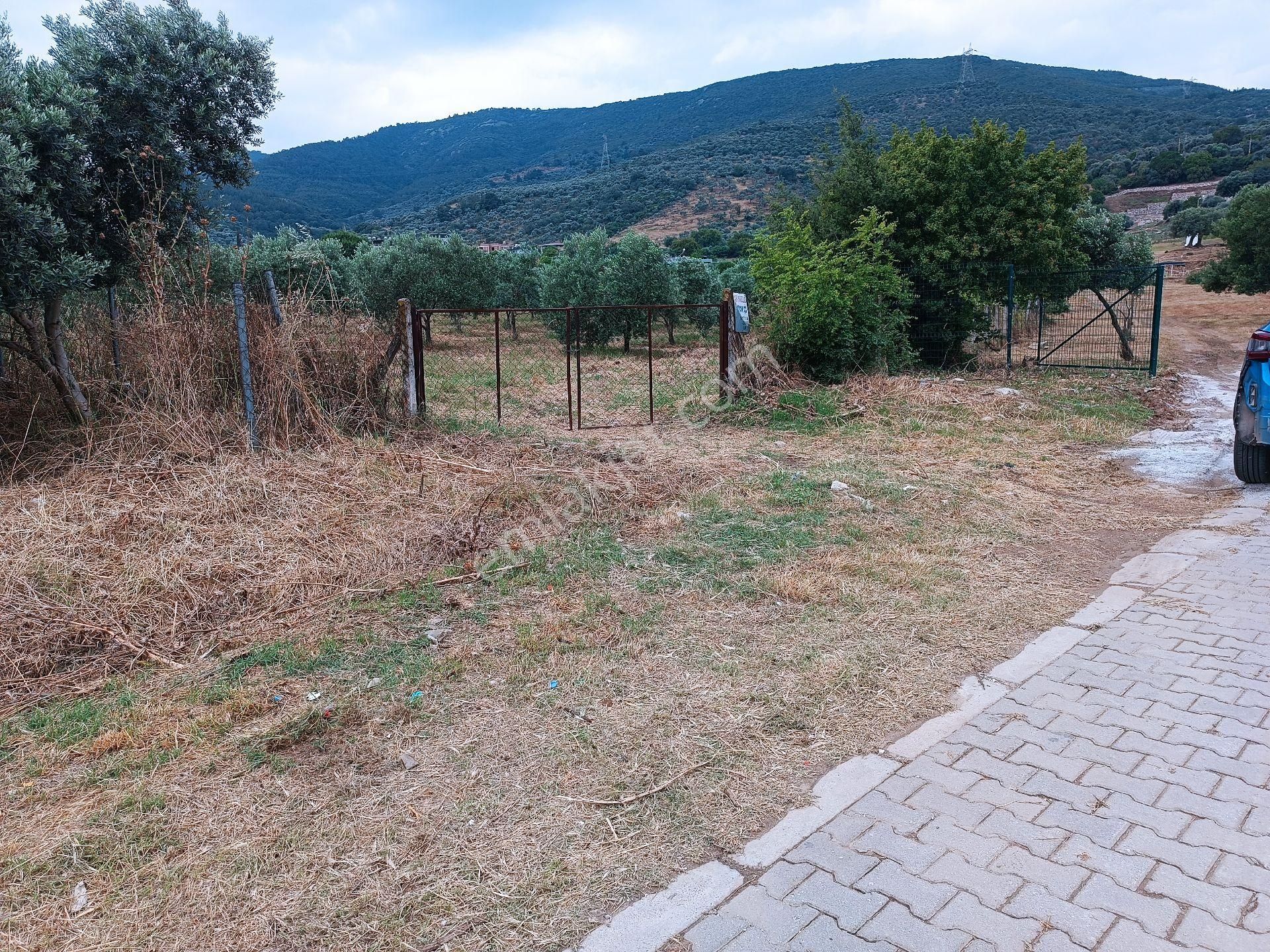 Torbalı Yeniköy'de Köy İçinde Kupon Zeytinlik - Görsel 7