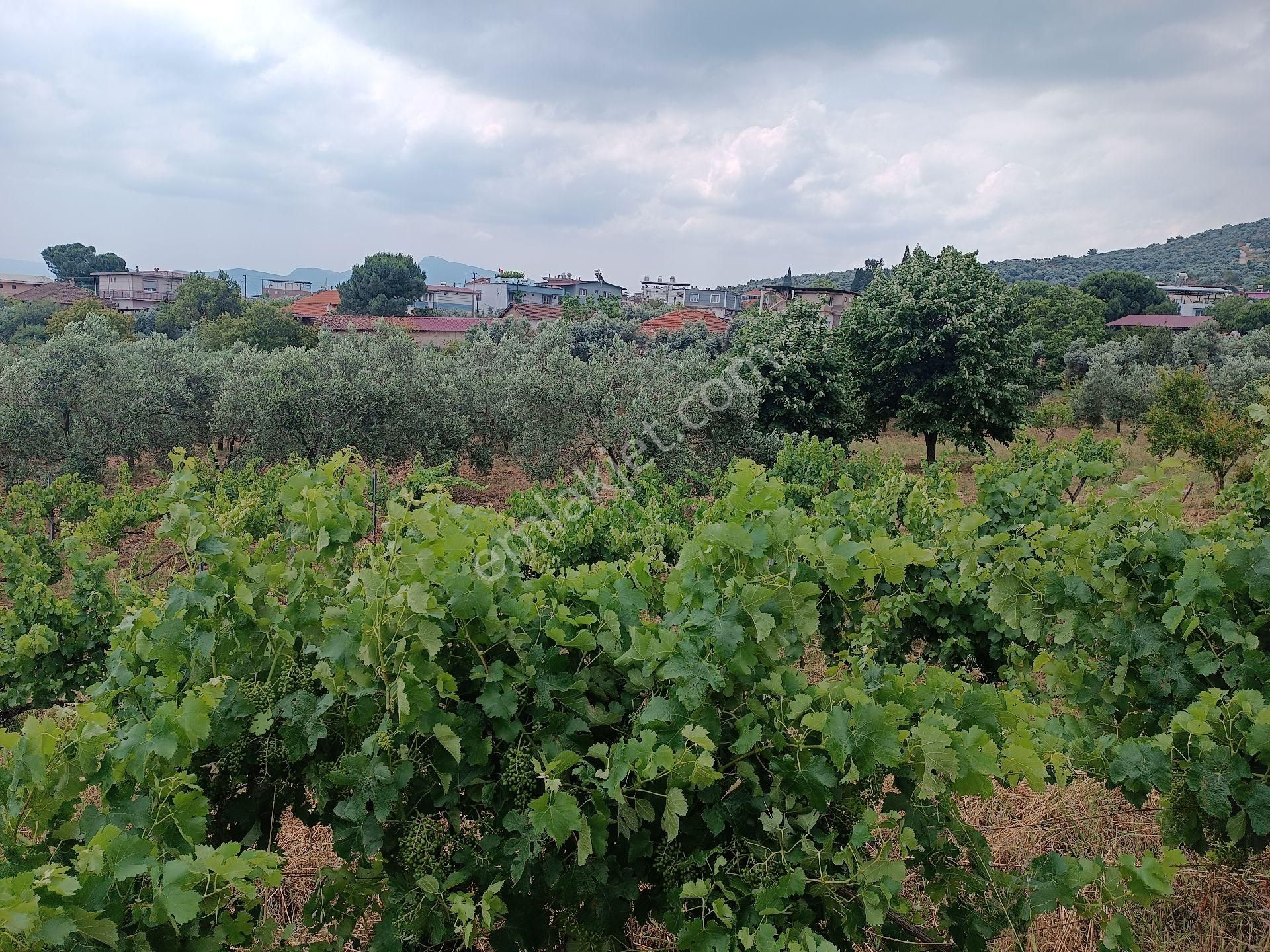 Torbalı Yeniköy'de Köy İçinde Kupon Zeytinlik - Görsel 13