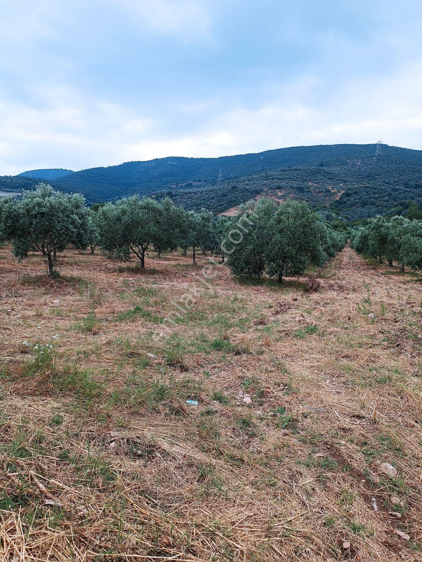 Torbalı Yeniköy'de Köy İçinde Kupon Zeytinlik - Görsel 24