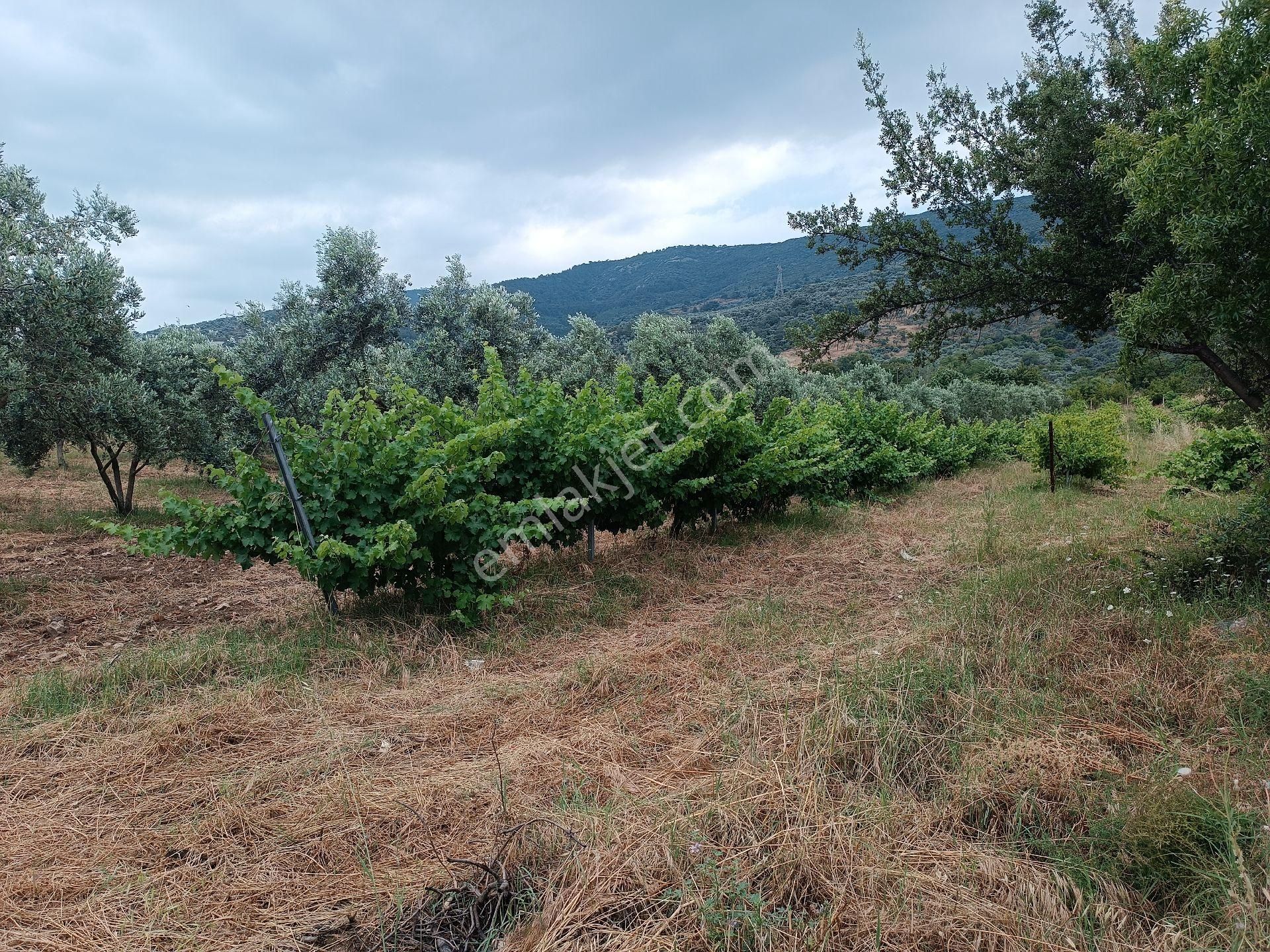 Torbalı Yeniköy'de Köy İçinde Kupon Zeytinlik - Görsel 5